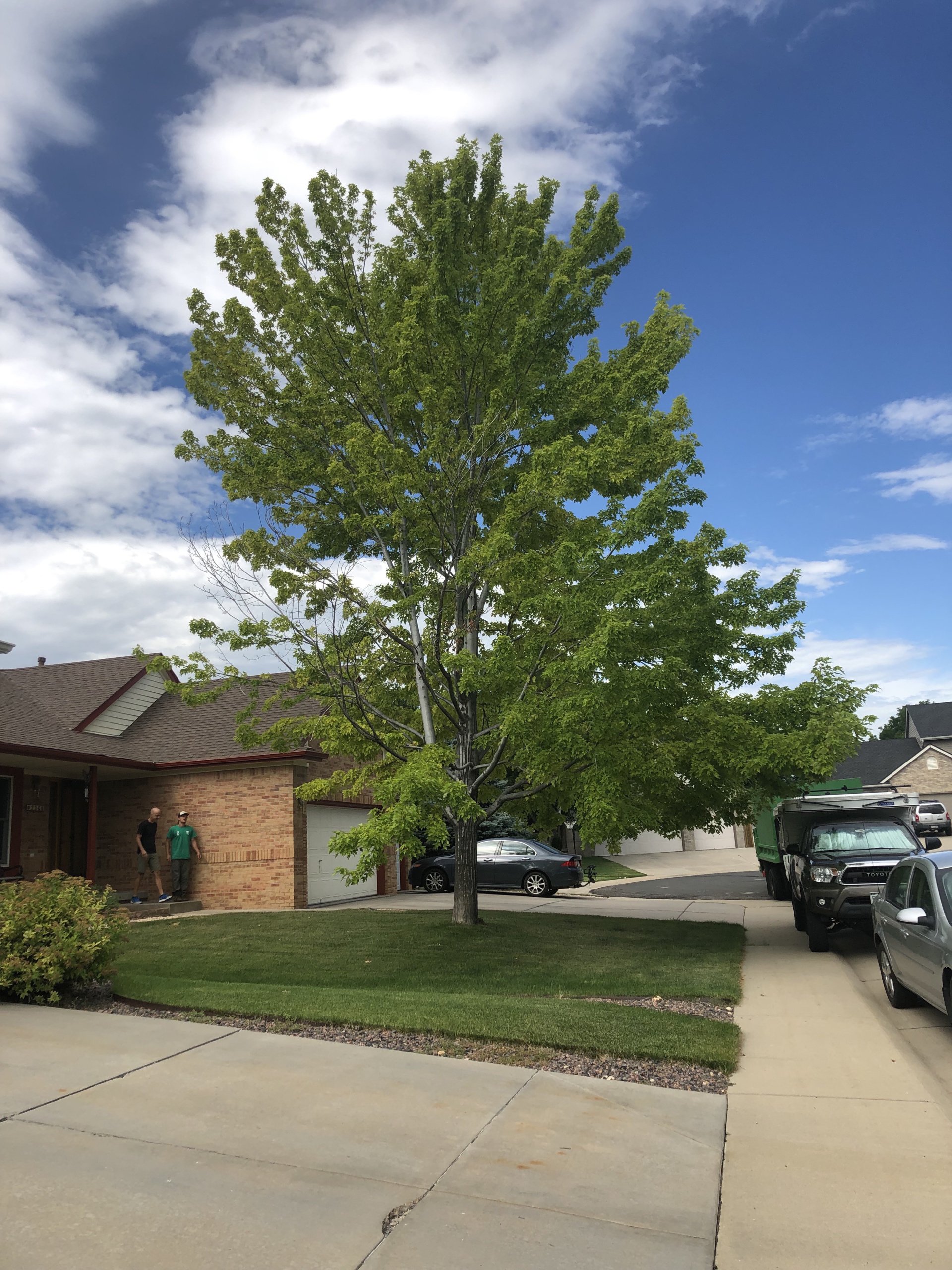 Why is My Tree Yellow?