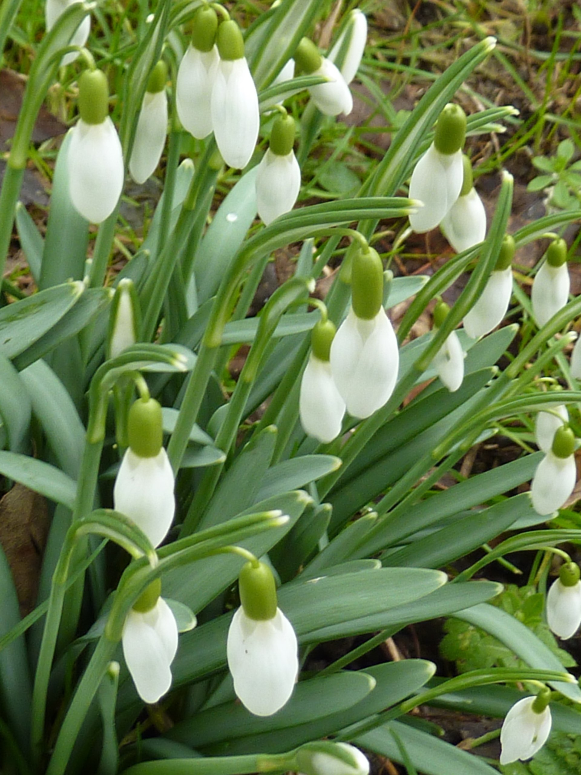 How to Grow Snowdrop Bulbs