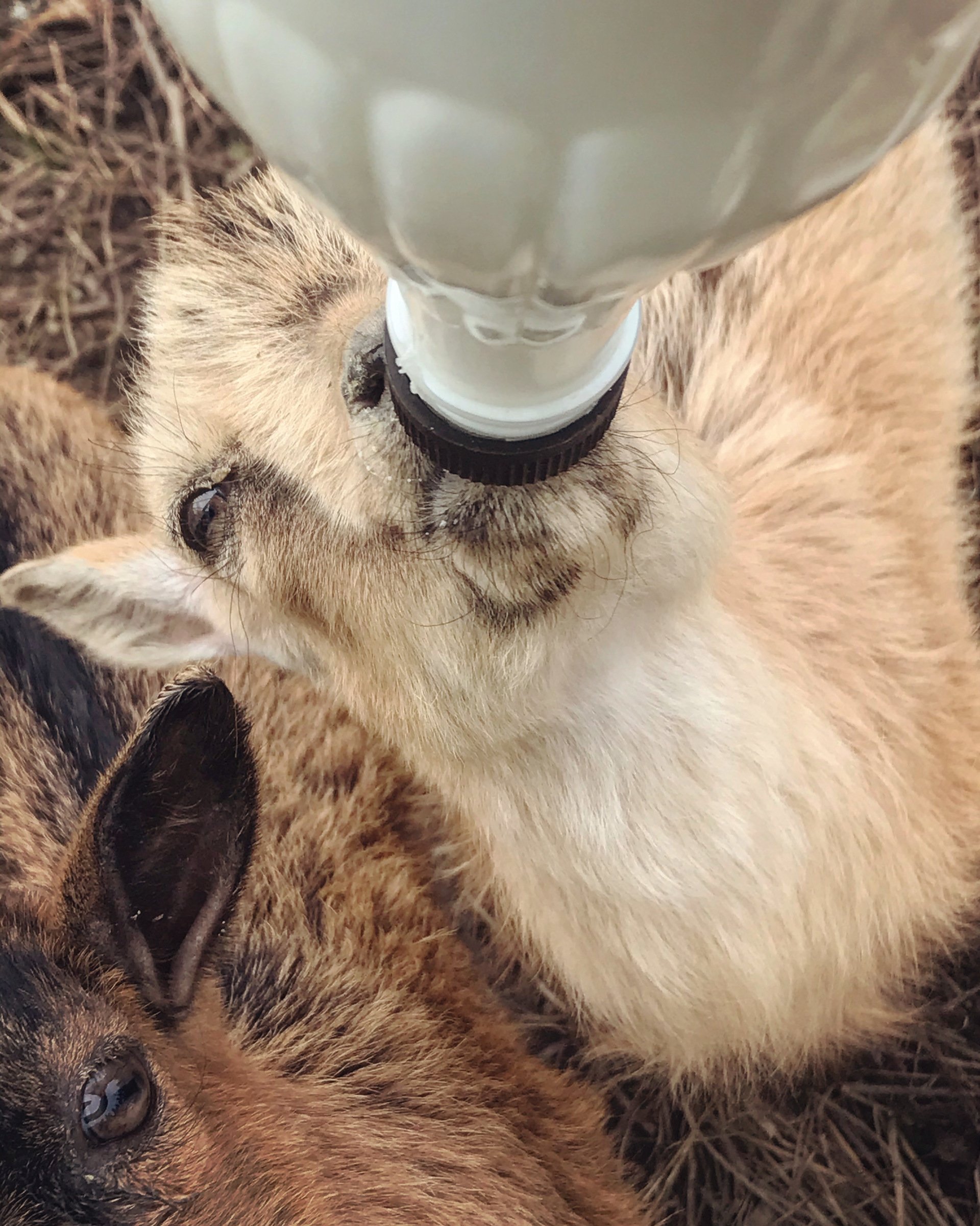 Bottle Feeding Baby Nigerian Dwarf Goats