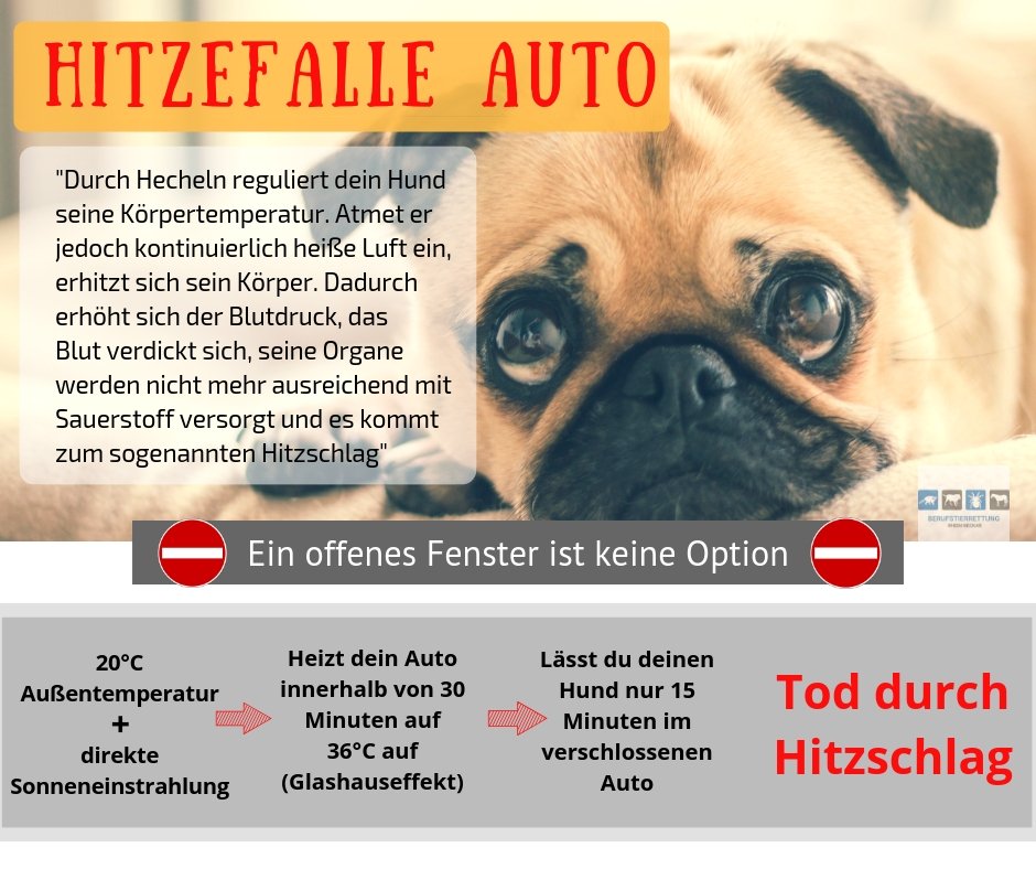 Hitzefalle Auto Wie Sie beim Hund sicher Hilfe leisten
