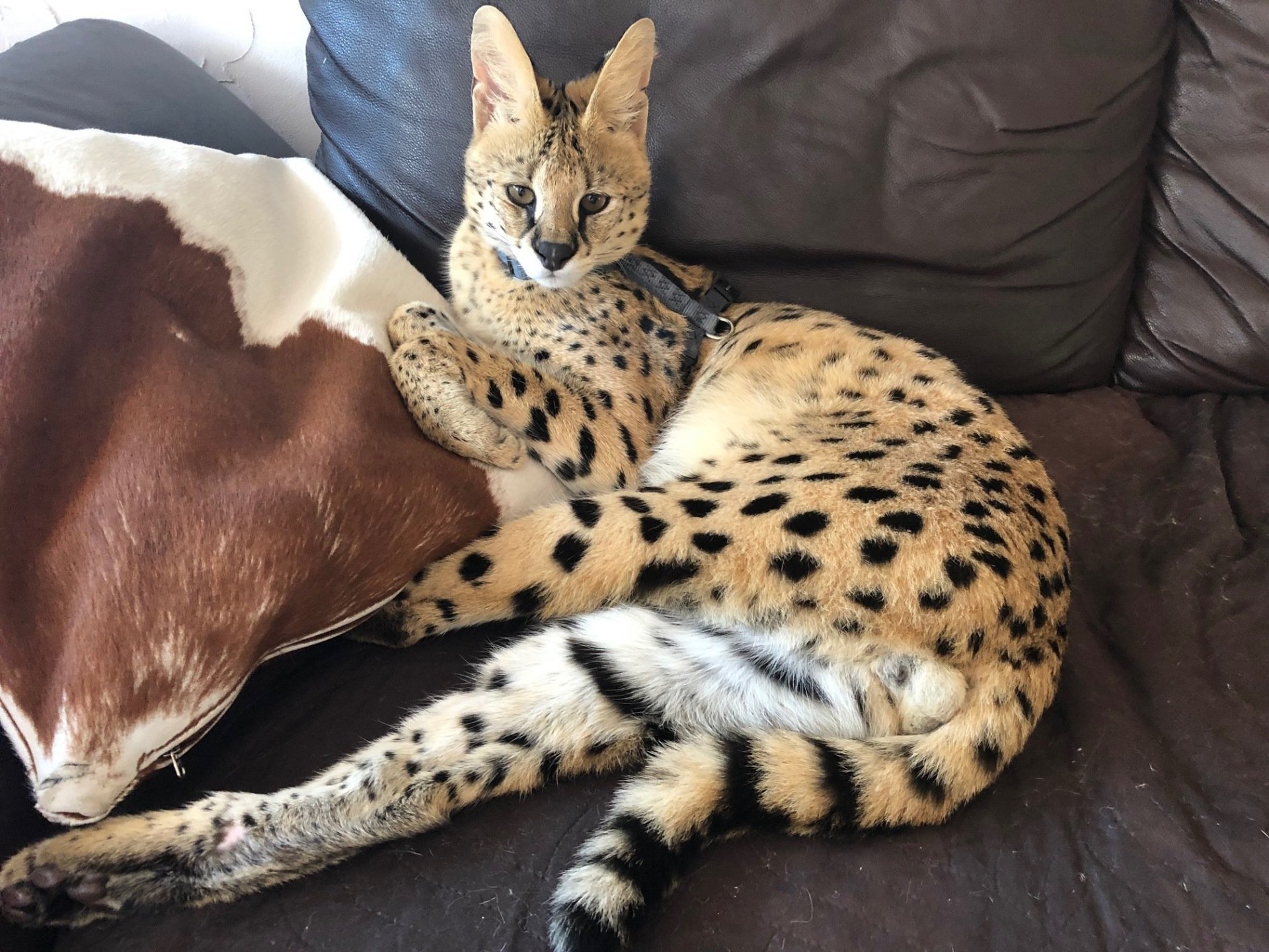 Savannah Katzen Zucht F1F5 Kitten