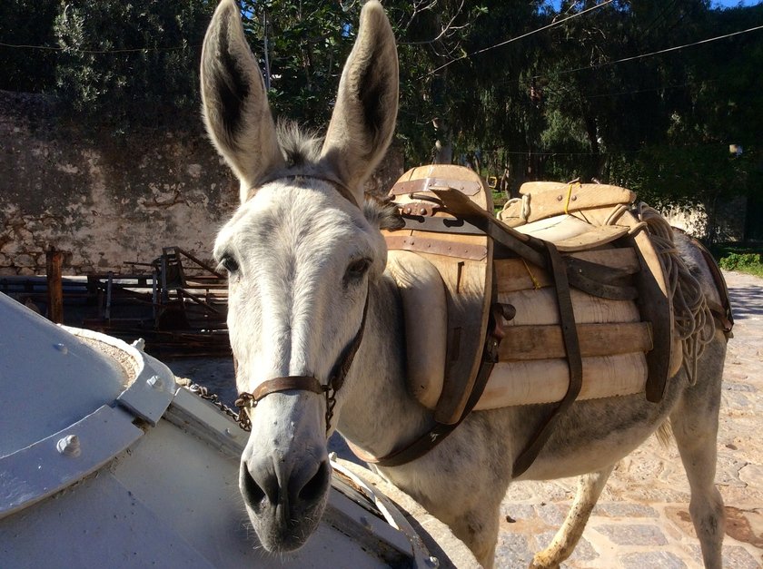 Only Mules, Donkeys & Horses on Hydra Island Greeece