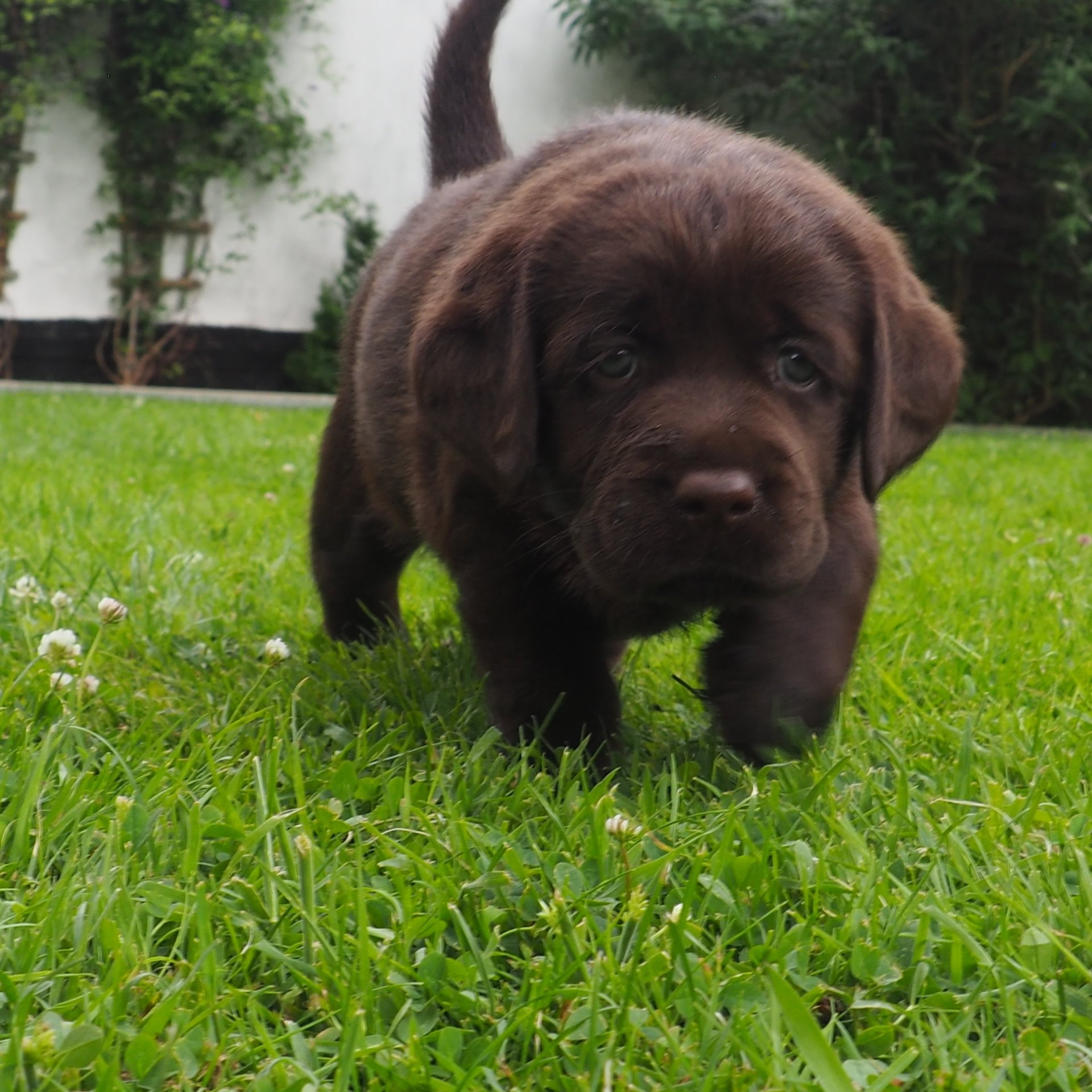 Labrador vom Chaoszimmer