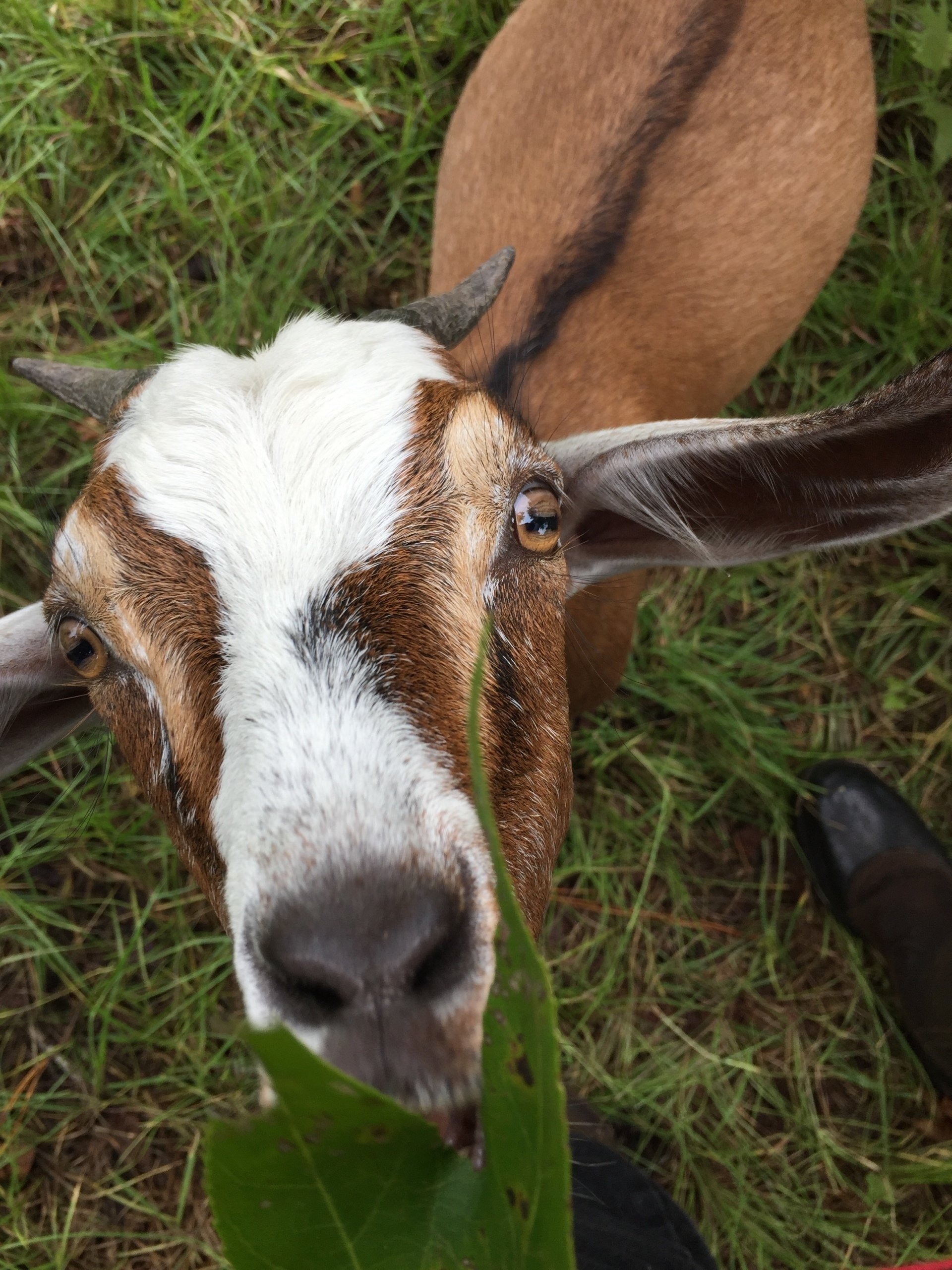 goats for sale, registered, Kiko goats fl, Kiko goats ga,