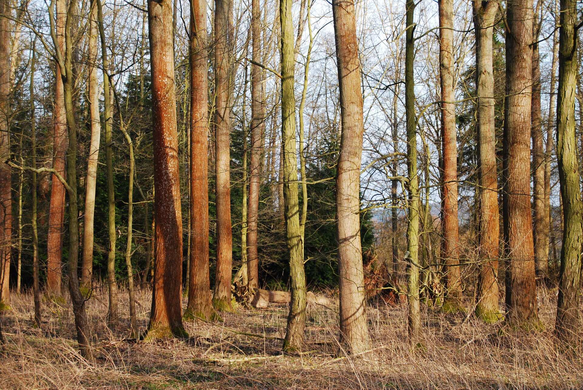Der Lohrbach