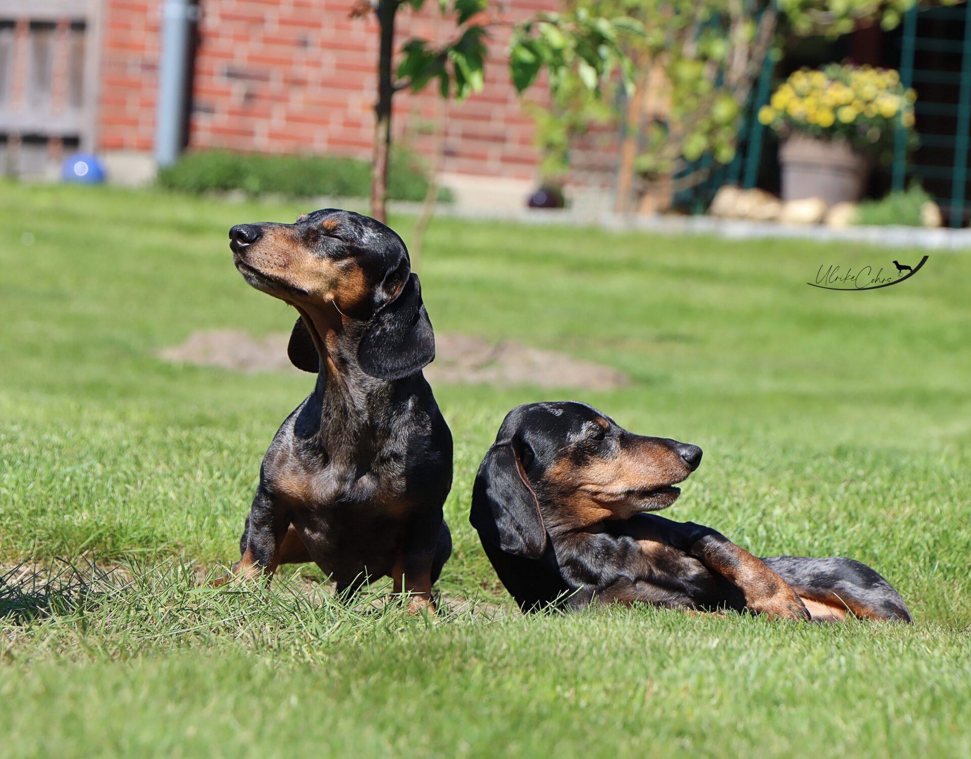 Dackel, Teckel, Dachshund