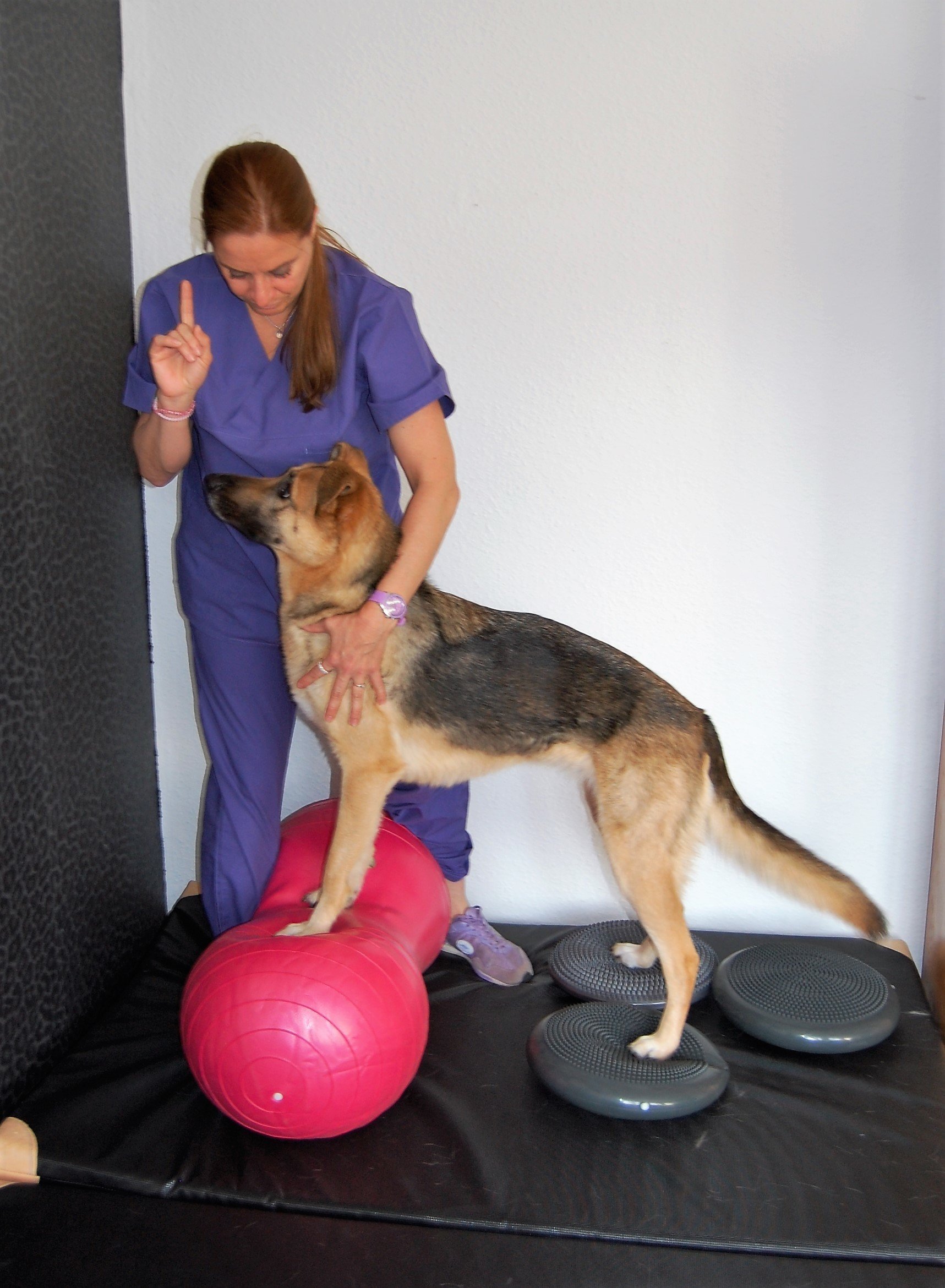 Hundephysiotherapie Worms Nani Christiane FelgnerSeitz