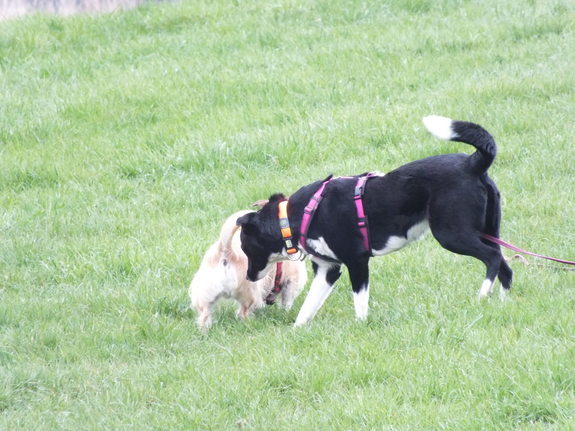 Hundeschule Trudering