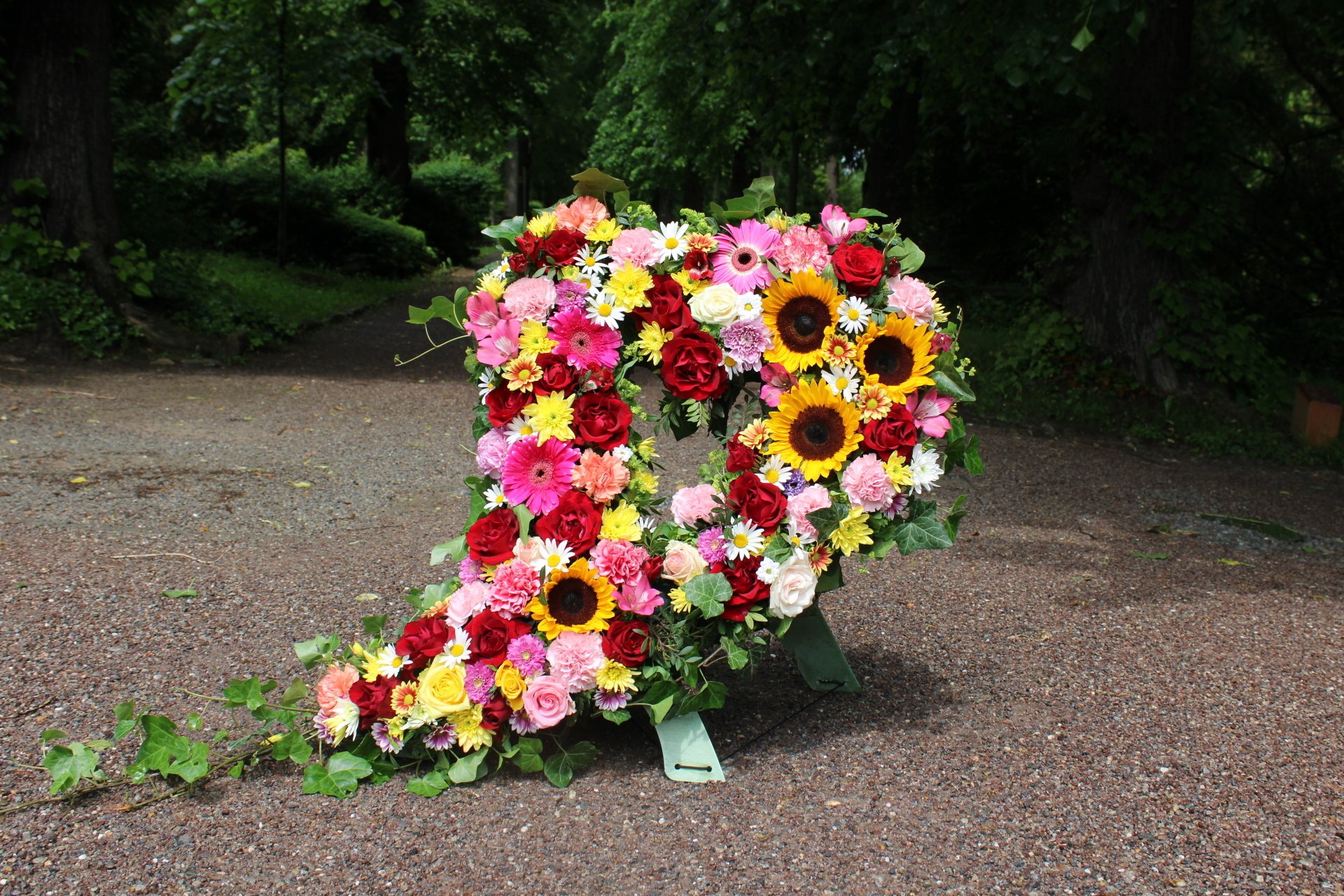 Blumen Vergissmeinnicht Jena