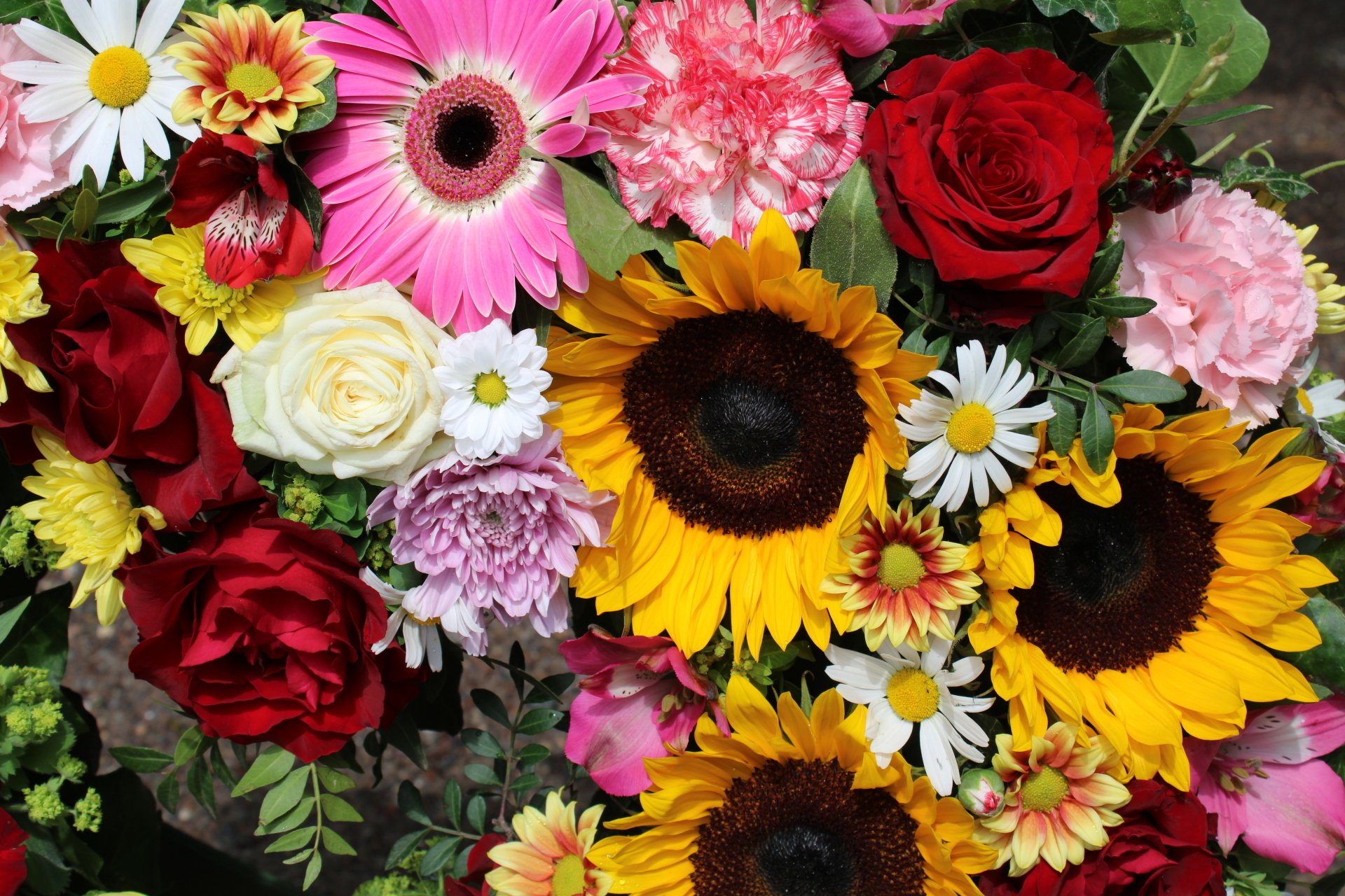 Blumen Vergissmeinnicht Jena
