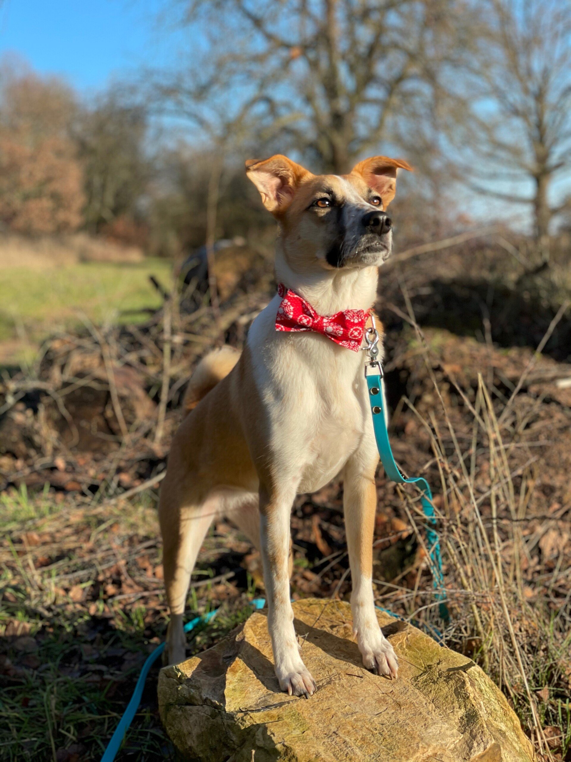 Hundesteuer in RheinlandPfalz