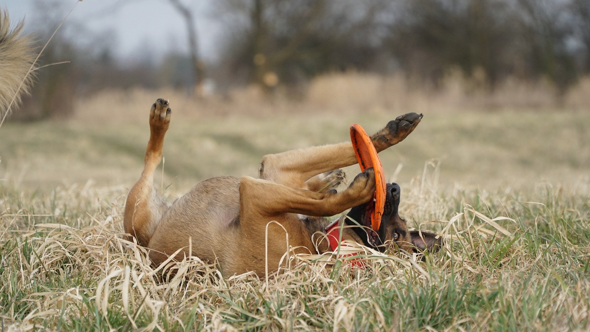 Hunde sind wunderbare Haustiere und tolle Begleiter des