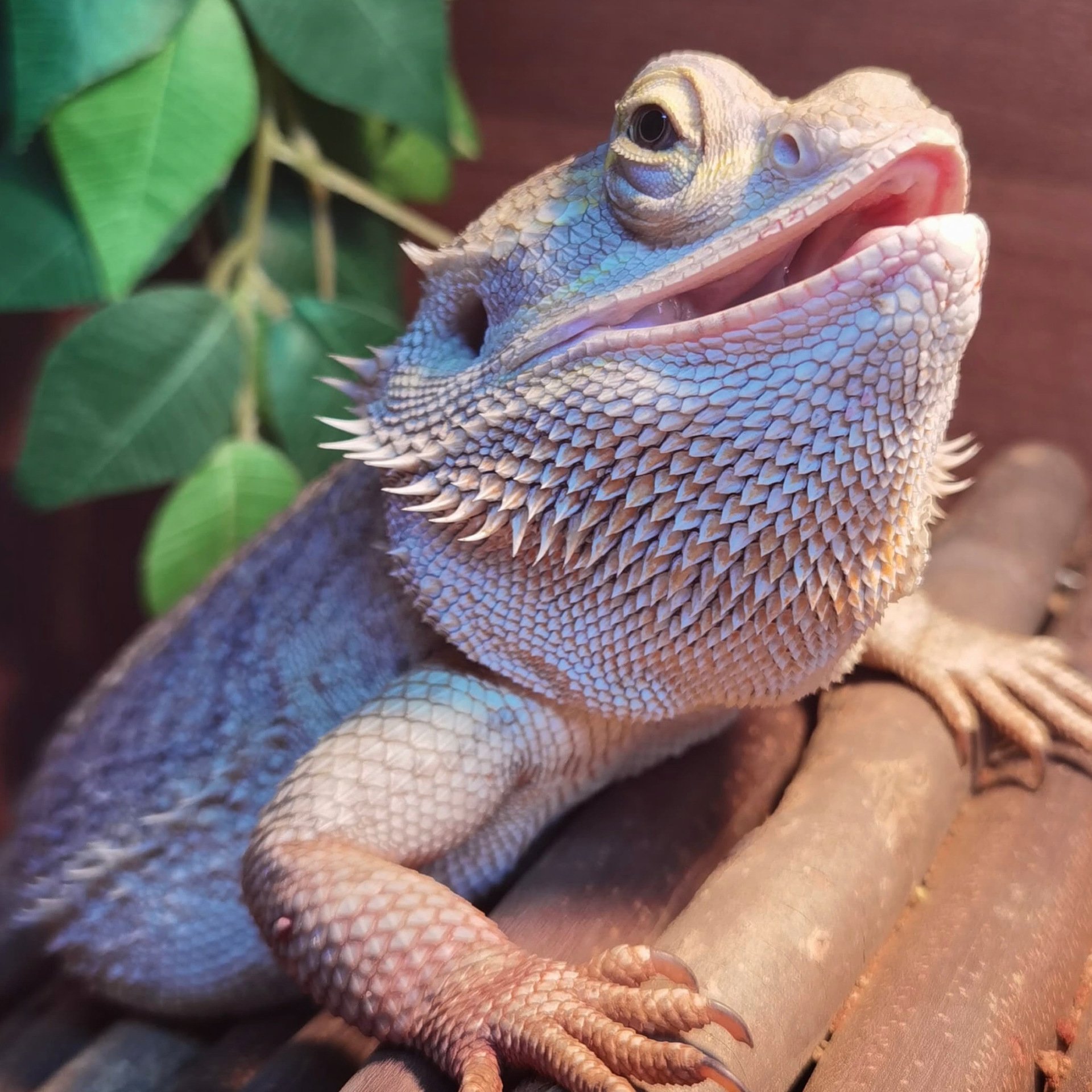 Creature giving information about bearded dragon