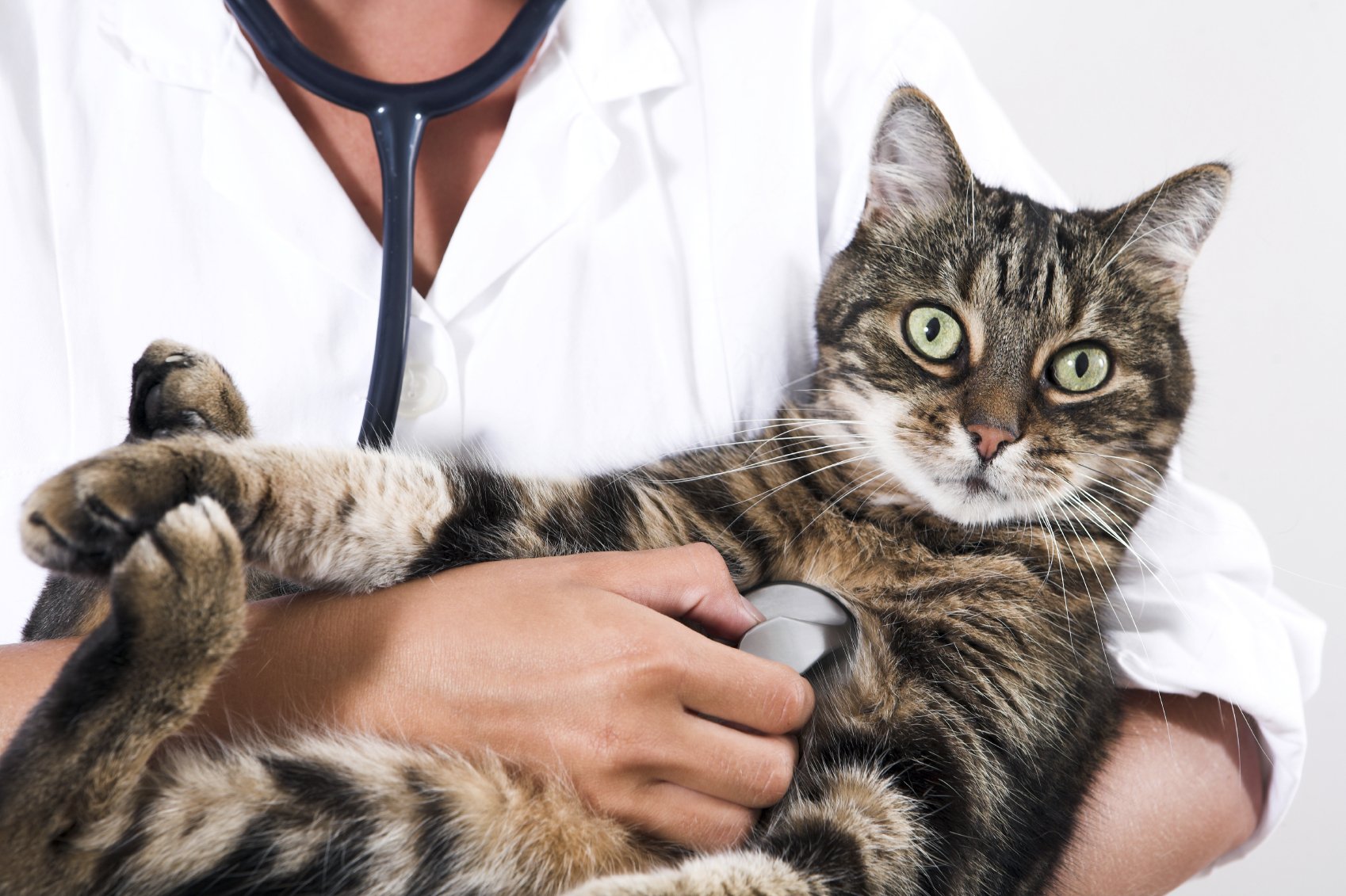 Deine starke KatzenOPVersicherung für deinen Schmusetiger