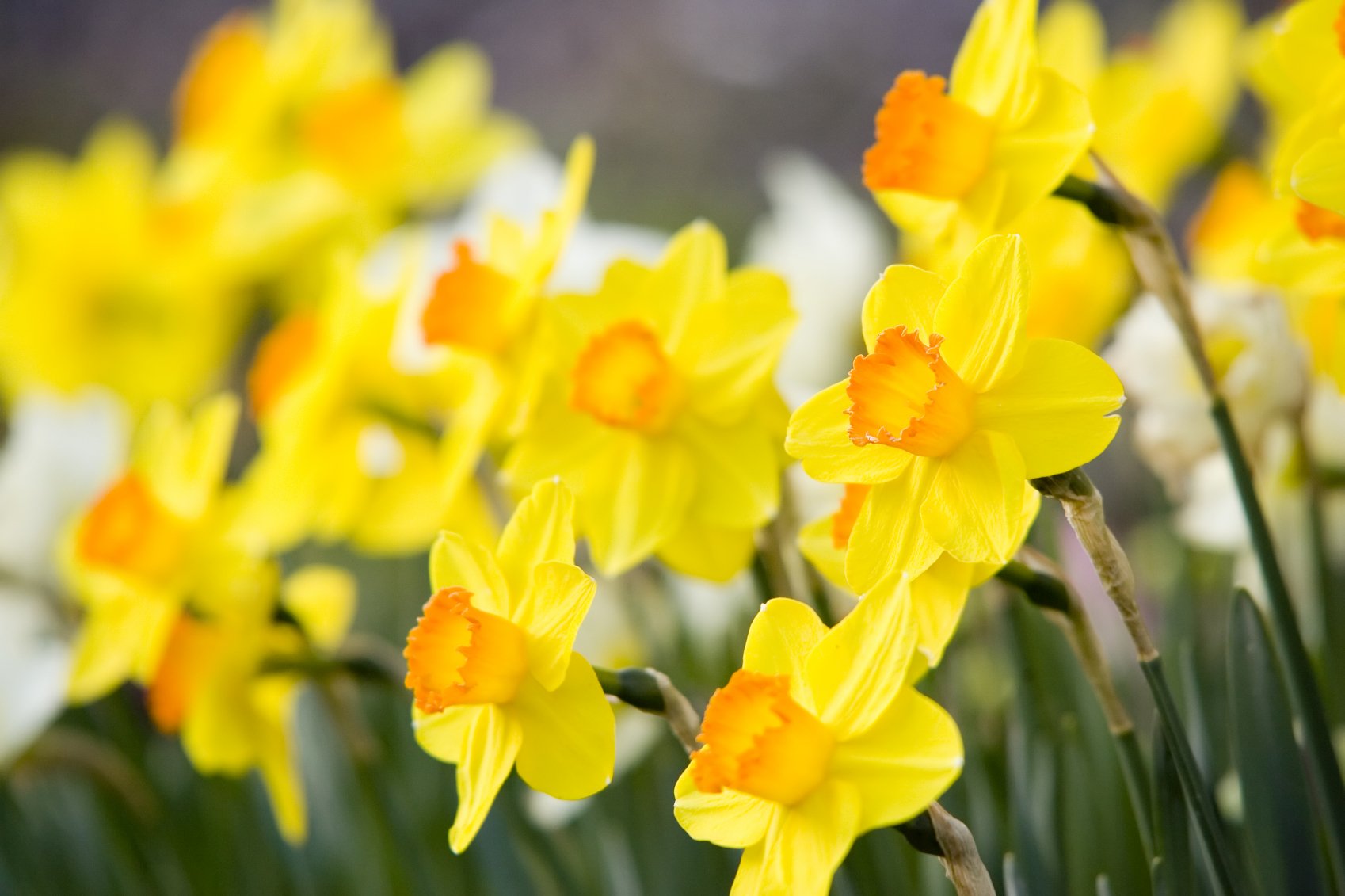 How to Grow Daffodils and Narcissus Bulbs