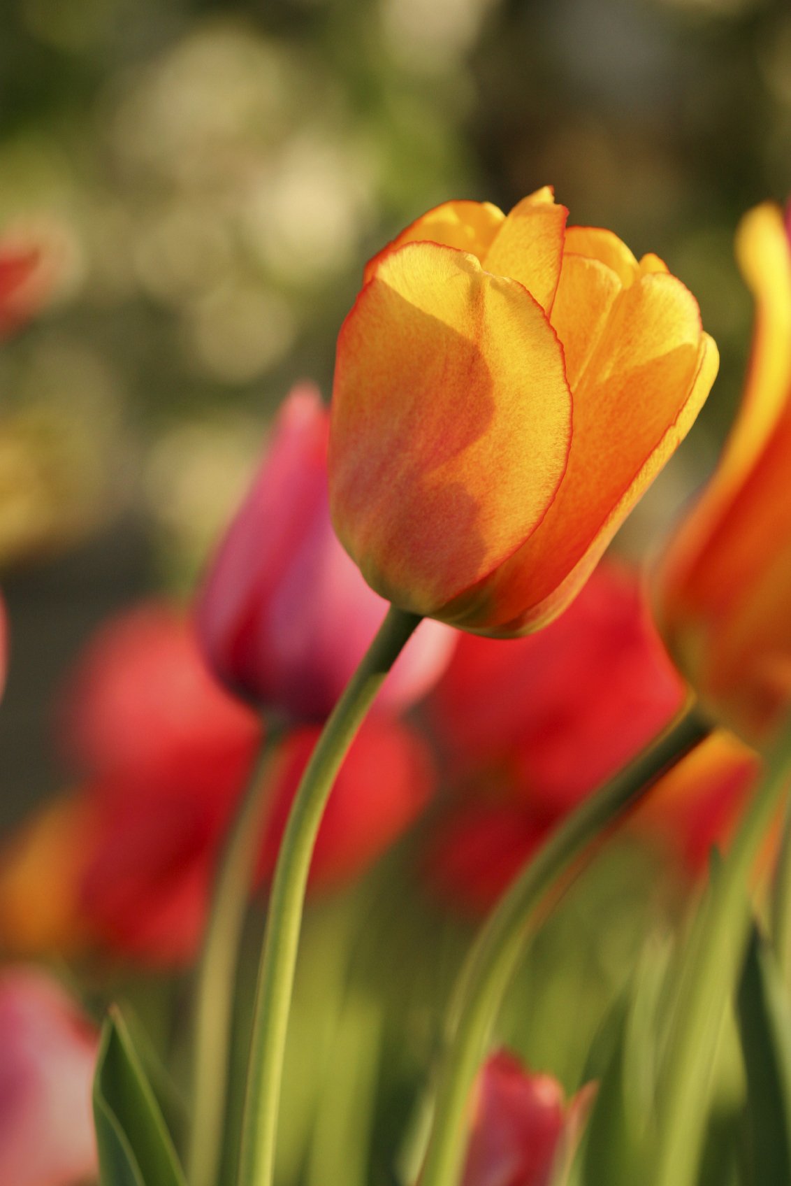 How to Grow Tulip Bulbs
