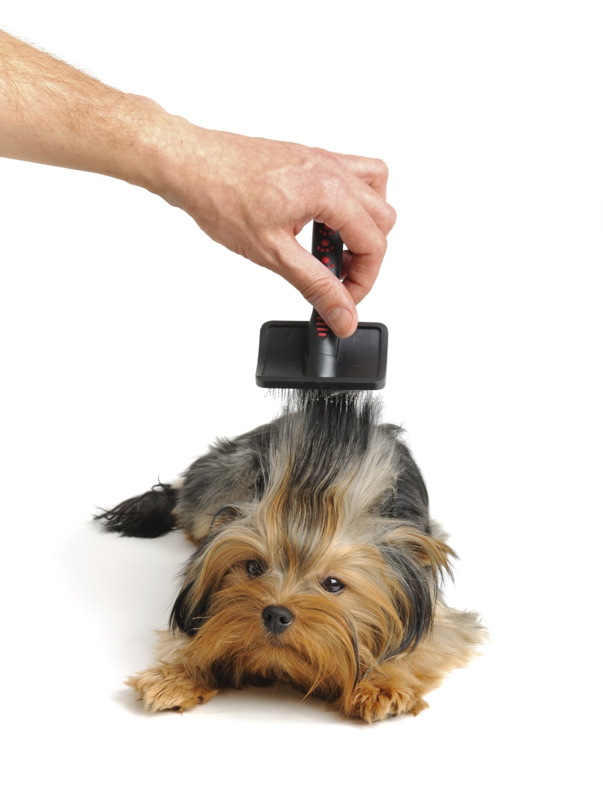 Schuppen beim Hund