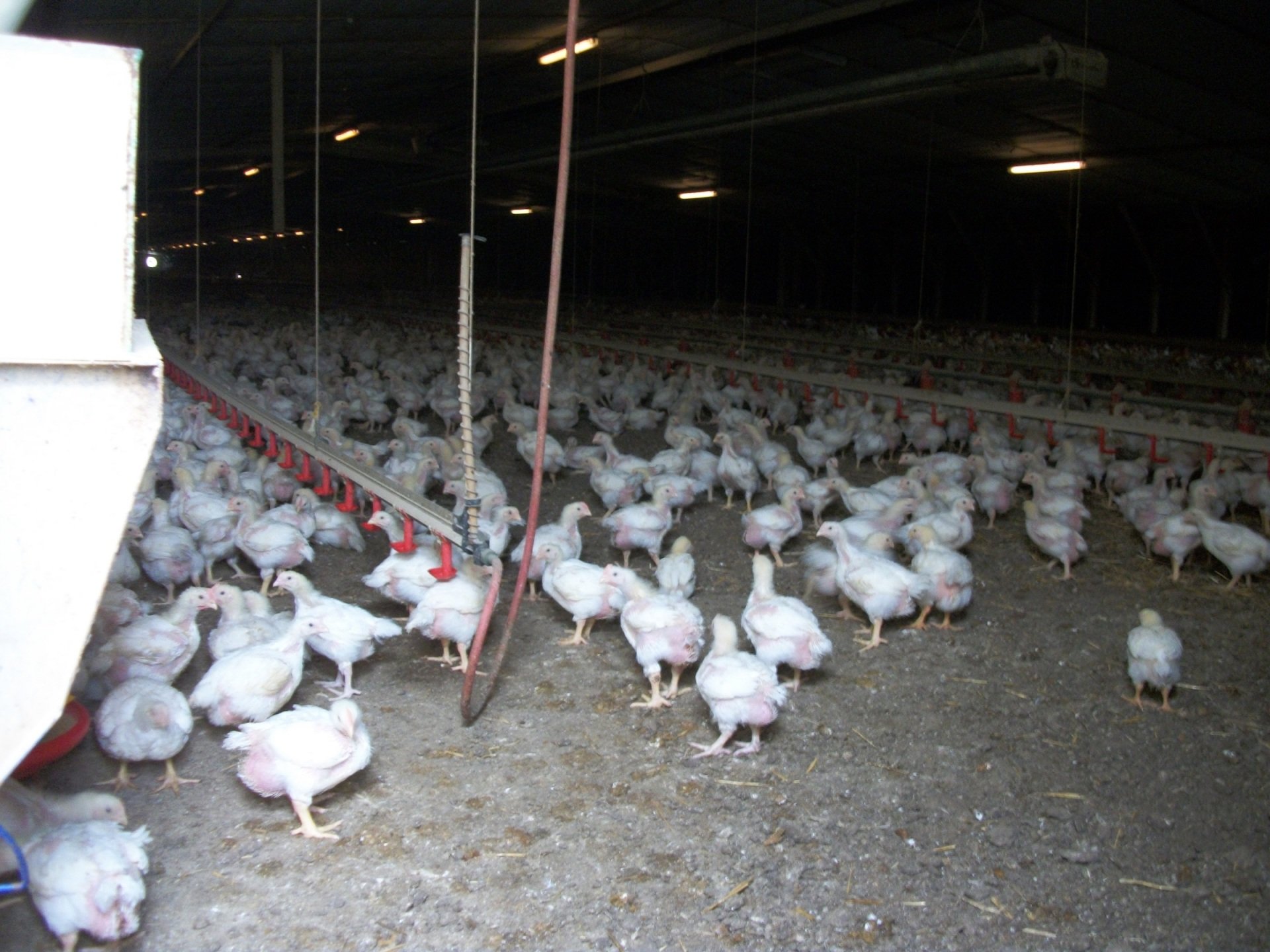 Poultry House Wiring Rhodesdale, MD Barnes Electric