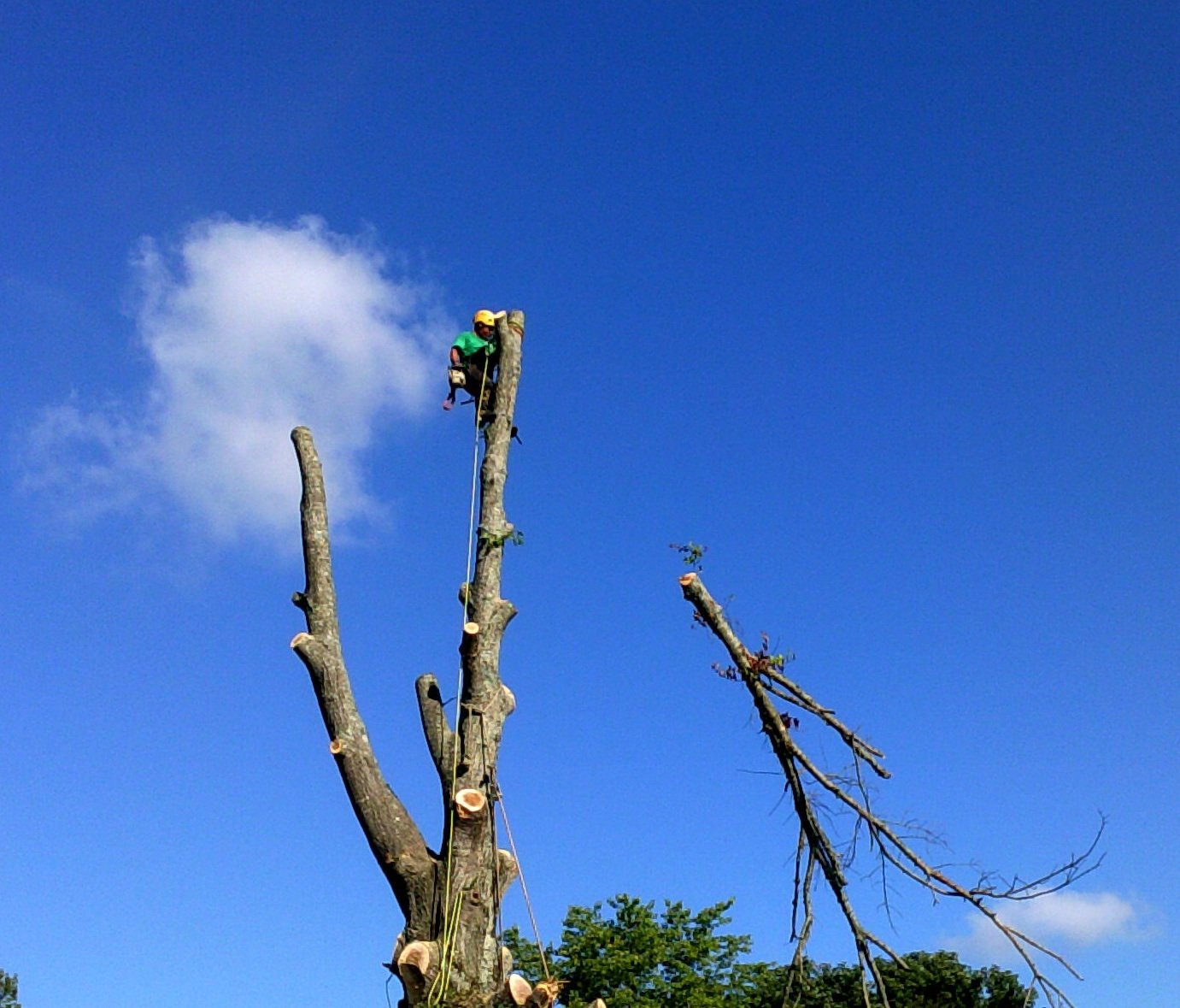 Gallery Arborscapes Tree Service