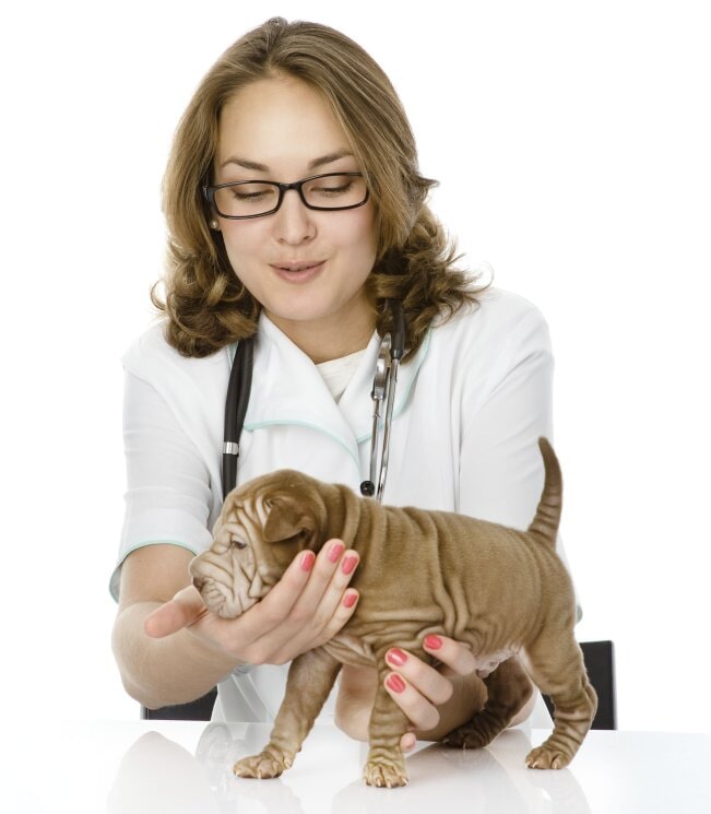 Verterinary Services Atlantic Highlands, NJ Atlantic Highlands