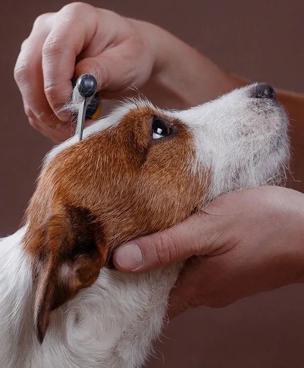 Dog Groomers Greenwich, CT Professional Dog Grooming