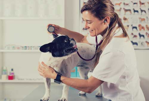 Experienced Veterinarian Ocala, FL Skylark Animal Hospital