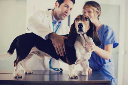 Experienced Veterinarian Ocala, FL Skylark Animal Hospital