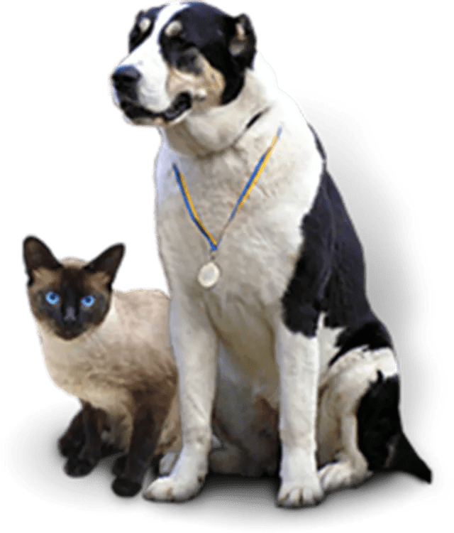 Barking Lot in Las Vegas, NV is a full service pet grooming salon.