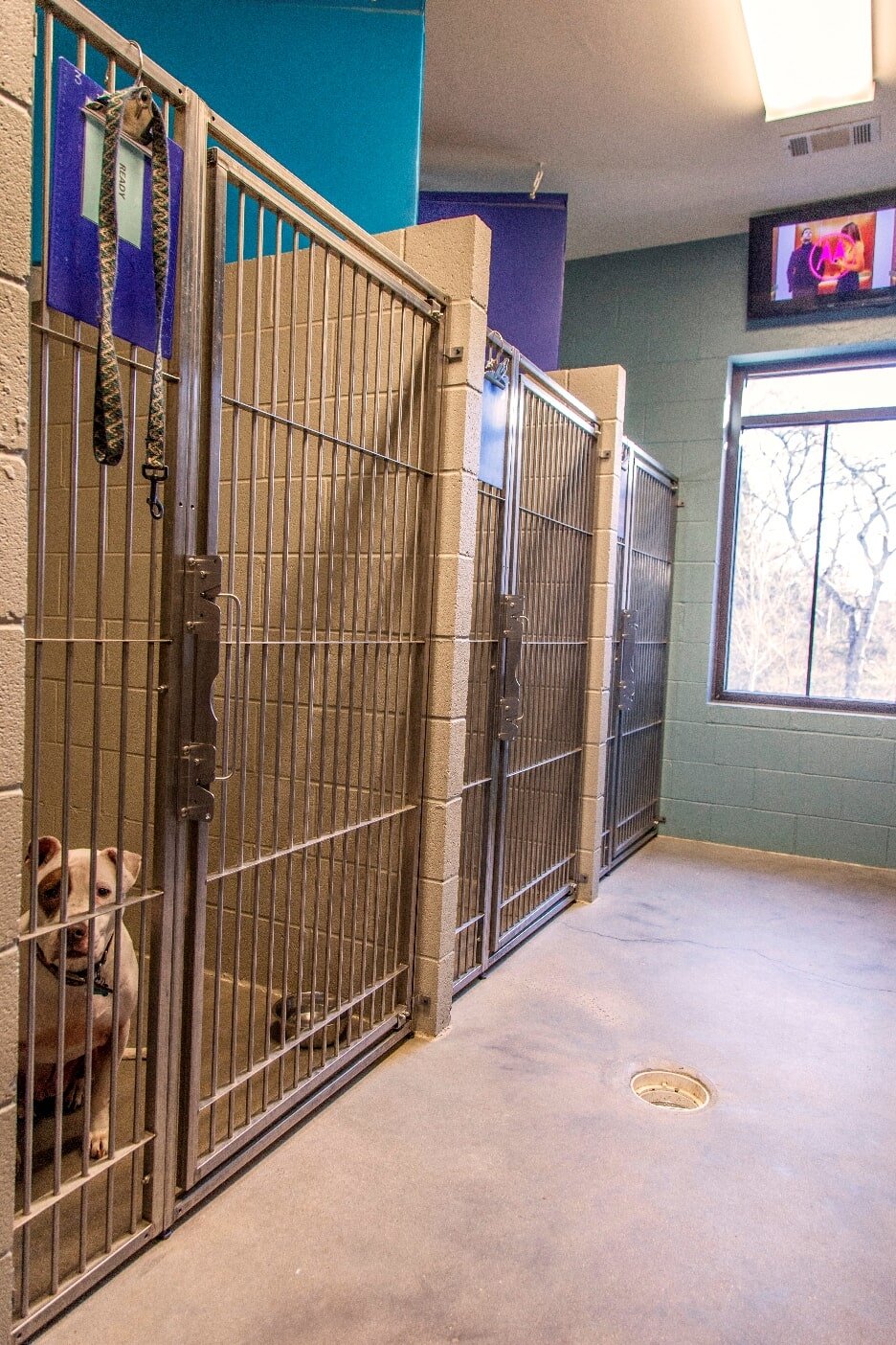 Dog and Cat Boarding Murfreesboro, TN Stones River Veterinary Hospital