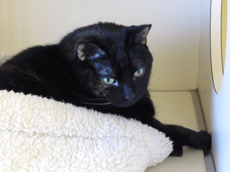 Board your Pet Charlotte, NC Hight Veterinary Hospital
