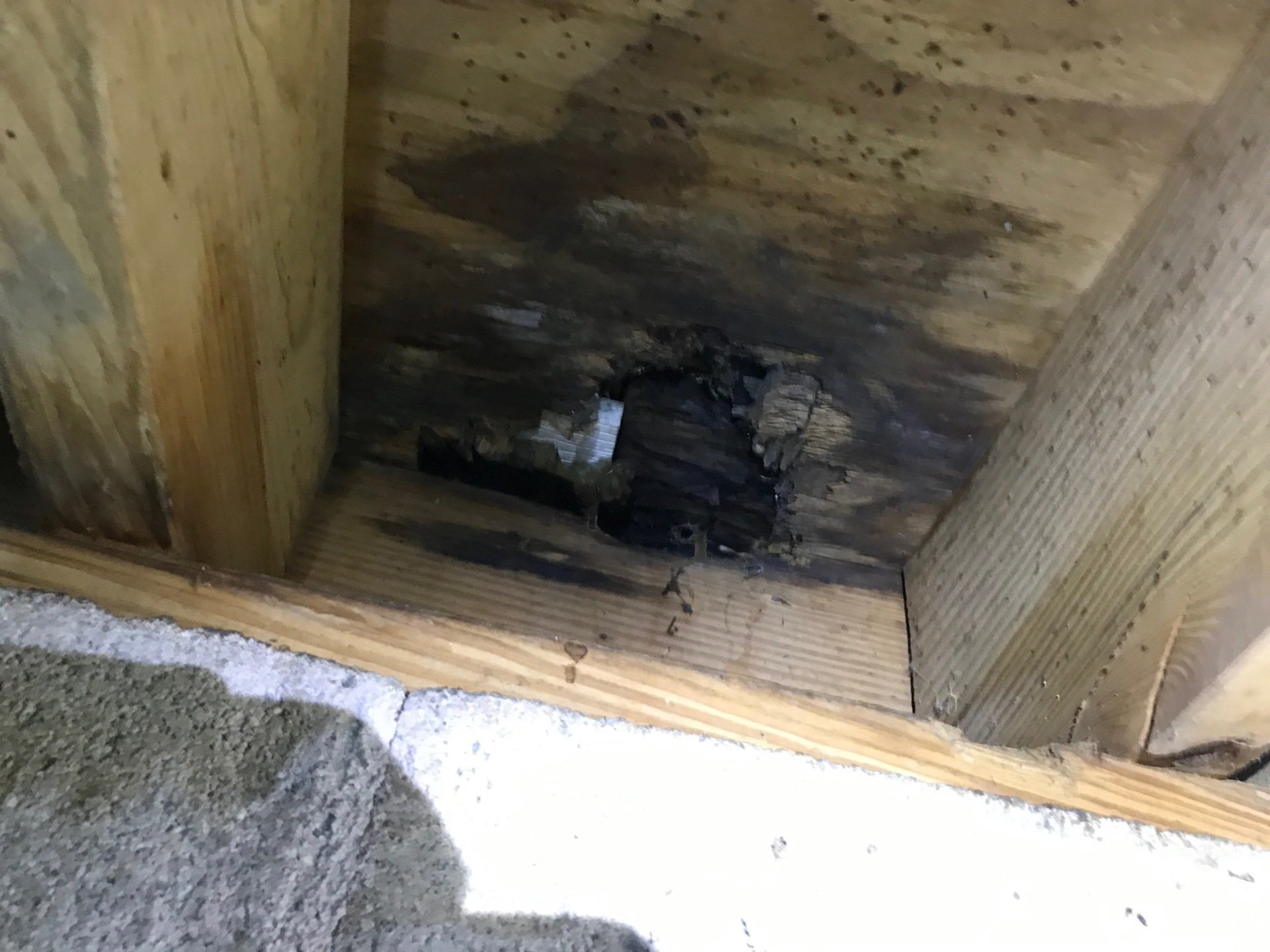 Foundation Damage Repair Hampton, VA Statewide Alliance Termite