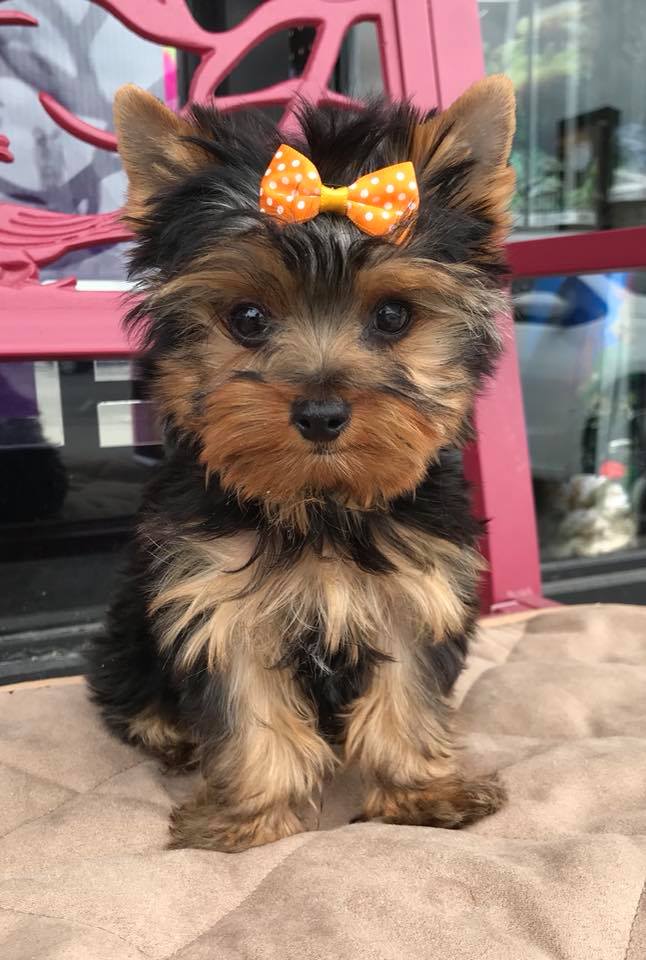 Our Pets Murfreesboro, TN Animal City Pet Center