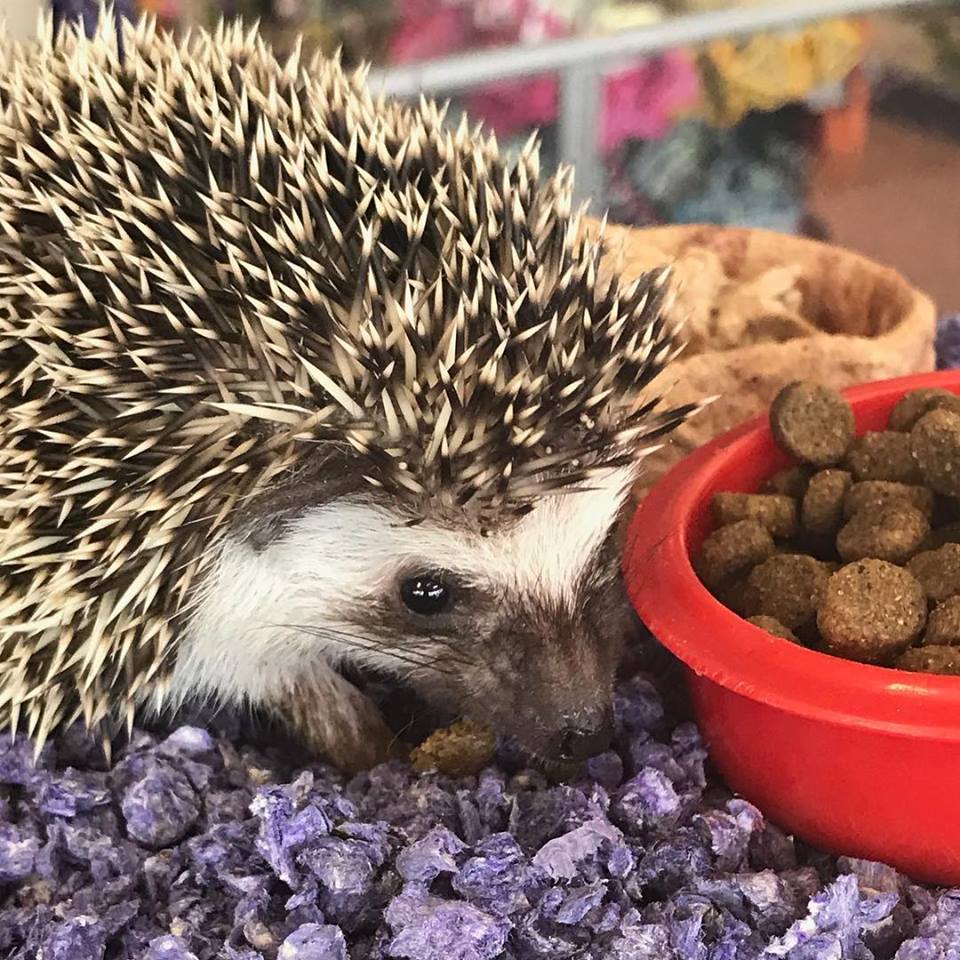 Our Pets Murfreesboro, TN Animal City Pet Center