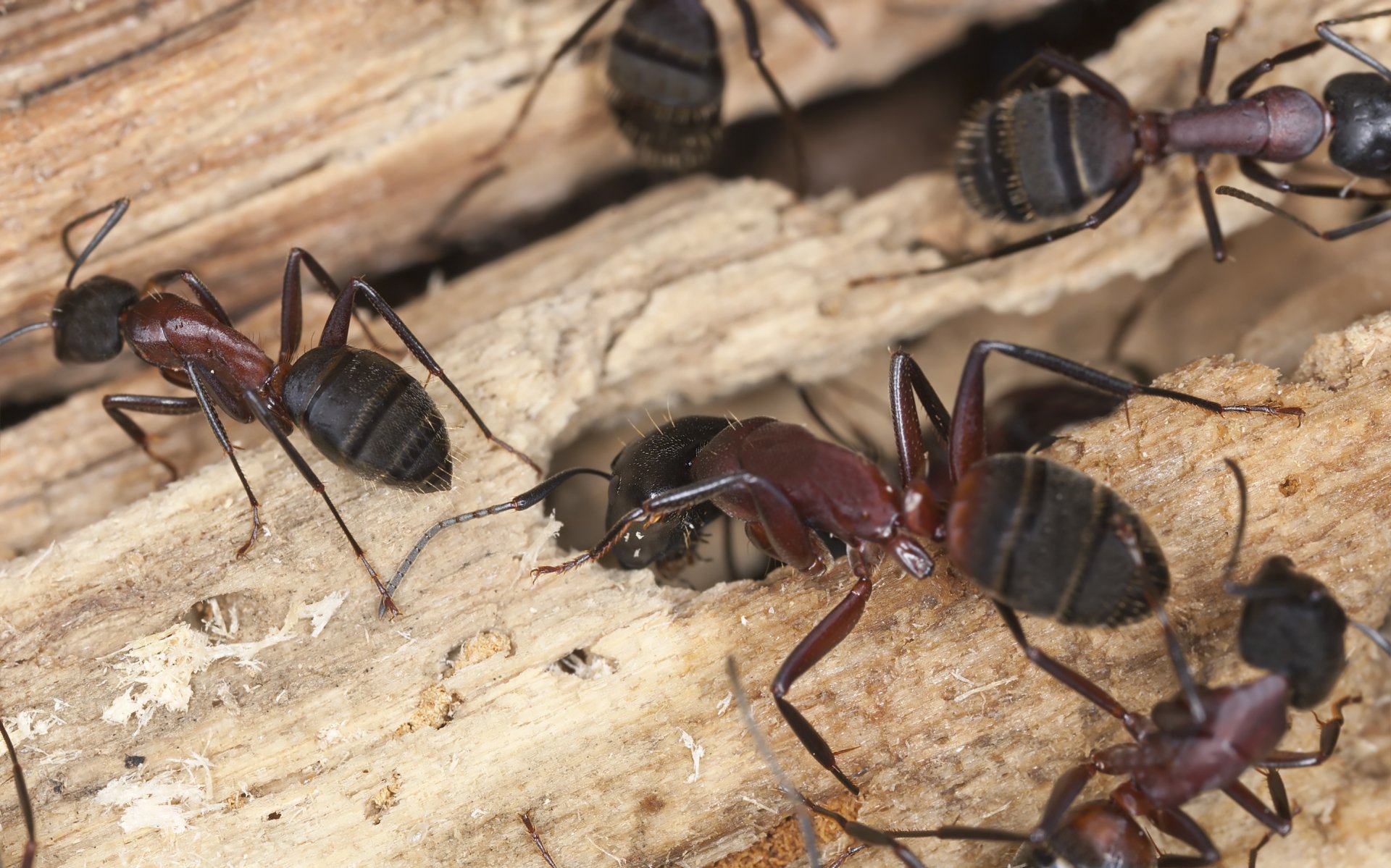 Exterminate Carpenter Ants Quad Cities Area IowaIllinois Termite