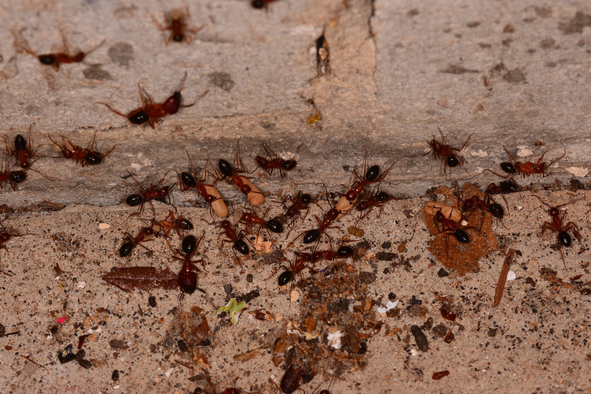 Exterminate Carpenter Ants Quad Cities Area IowaIllinois Termite