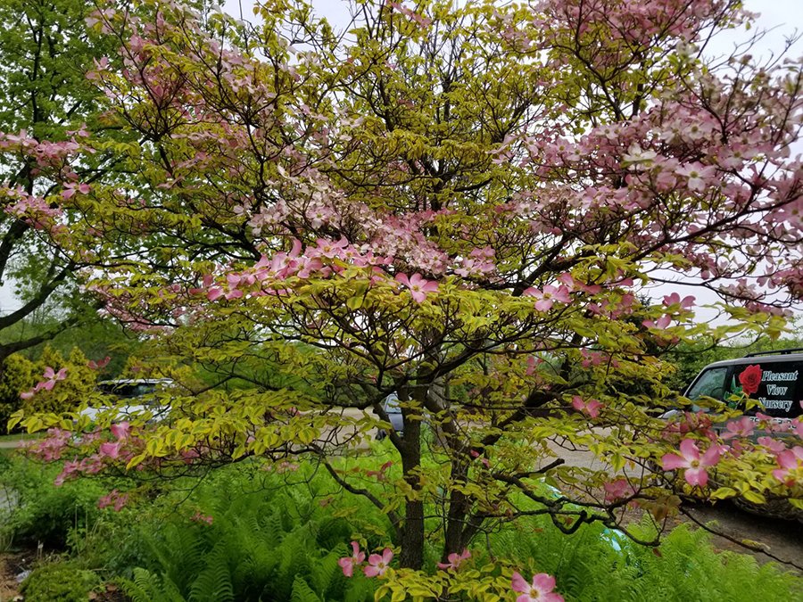Shade Trees Ornamental Trees Richmond, IN