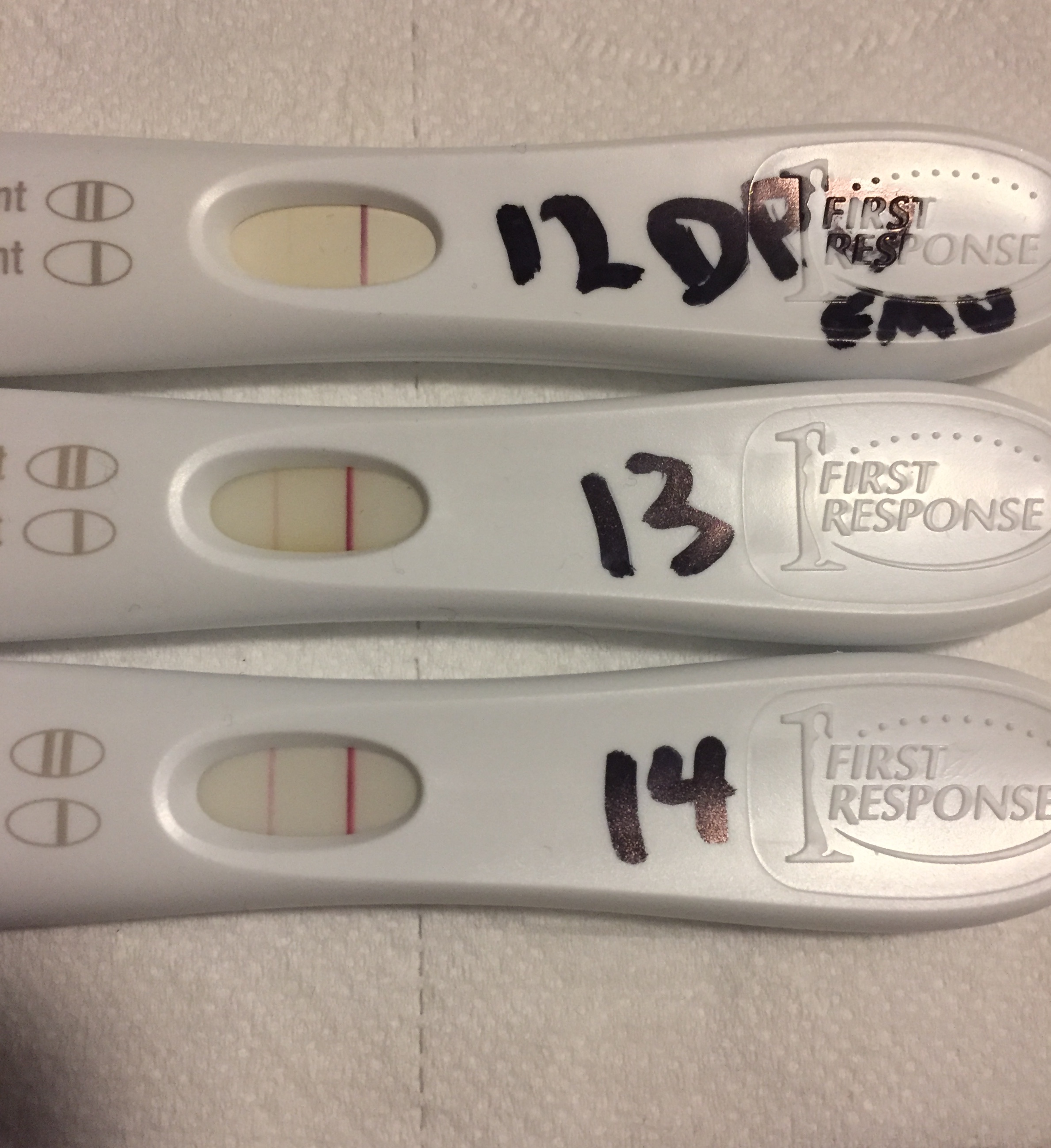 Pregnancy Test Line Progression First Response pregnancy test
