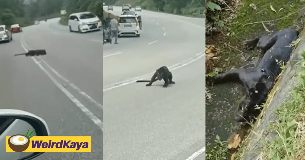 Black Panther Dies After Getting Knocked Down By MPV In Negri Sembilan