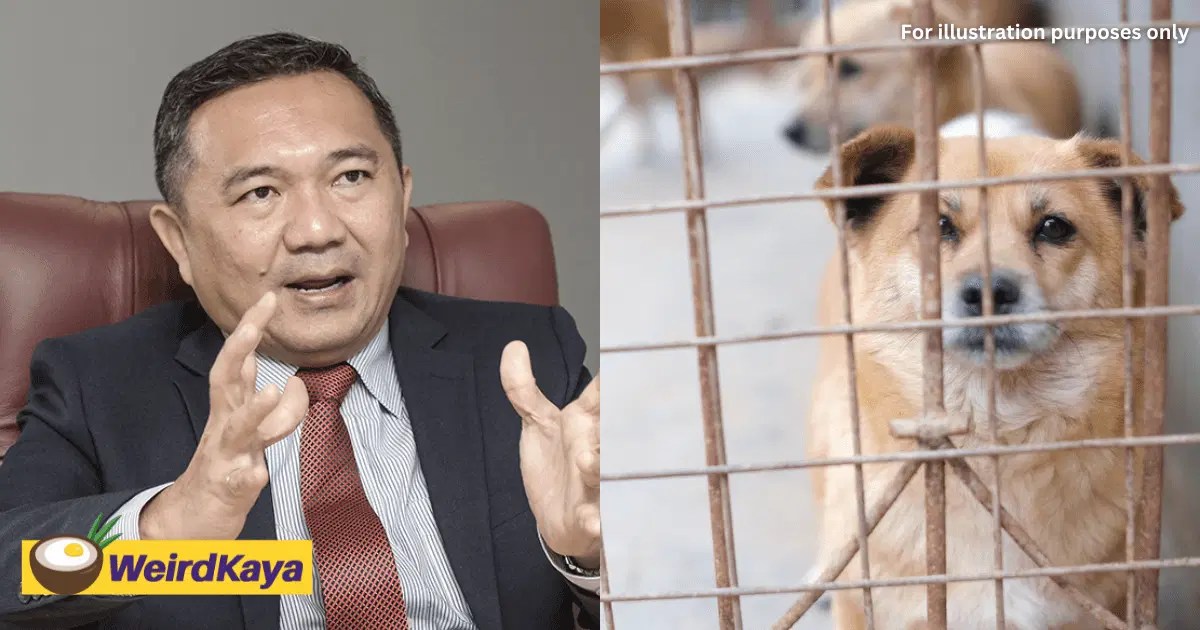 Selangor Govt Plans To Ban The Sale Of Cats And Dogs At Pet Stores To