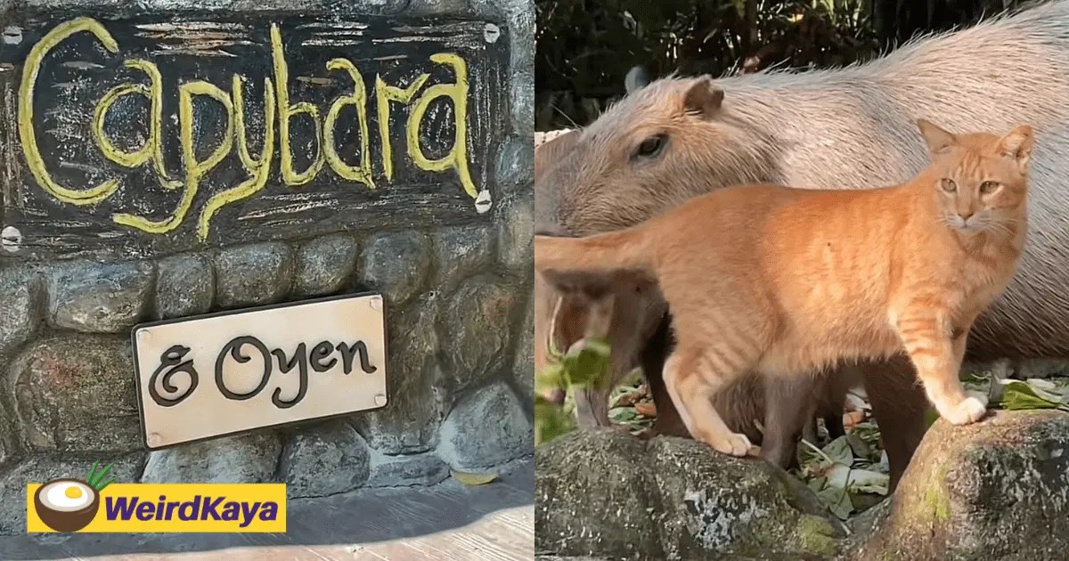 Oyen Which Frequently Hung Out With Capybaras At Zoo Negara Gets Its
