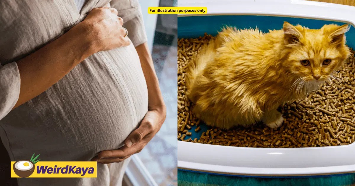 9Months Pregnant M’sian Woman Had A Miscarriage Following Cat Faeces