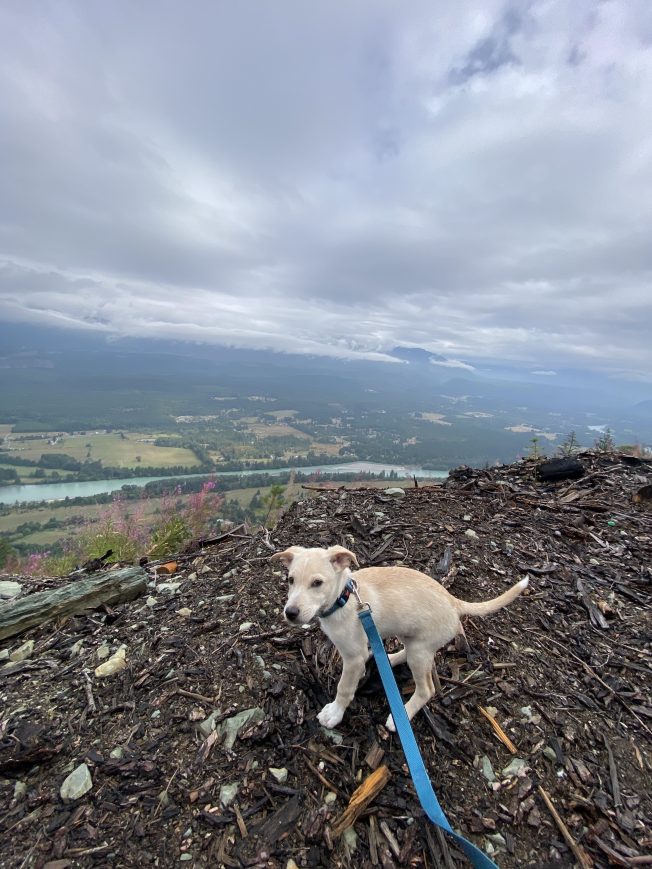 West Seattle Blog… LOST DOG Seen Leo?