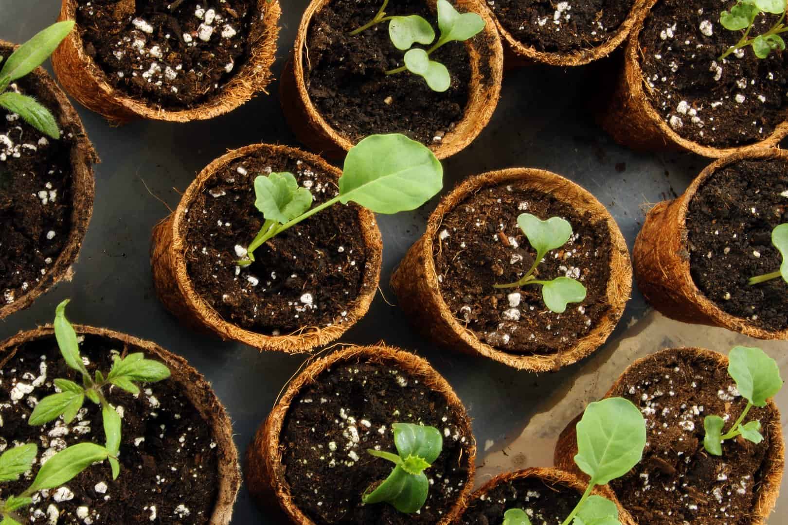 When to start seeds in growing zone 5b Whispering Hills Nursery