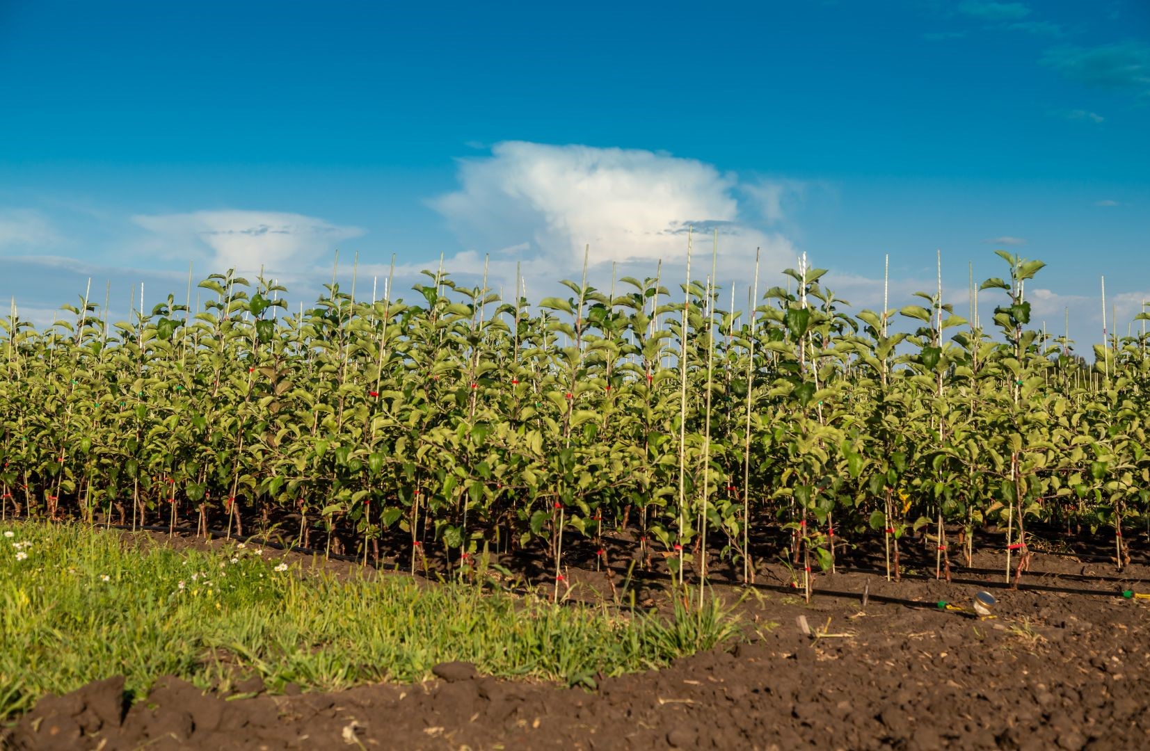 Planting Apple Trees Wikifarmer