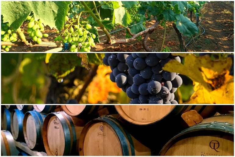 prezzo uva da vino al quintale 2023 Resa Di Uva Per Ettaro - Quanto Vino Si Fa Con 100 Kg Di Uva? - Wikifarmer