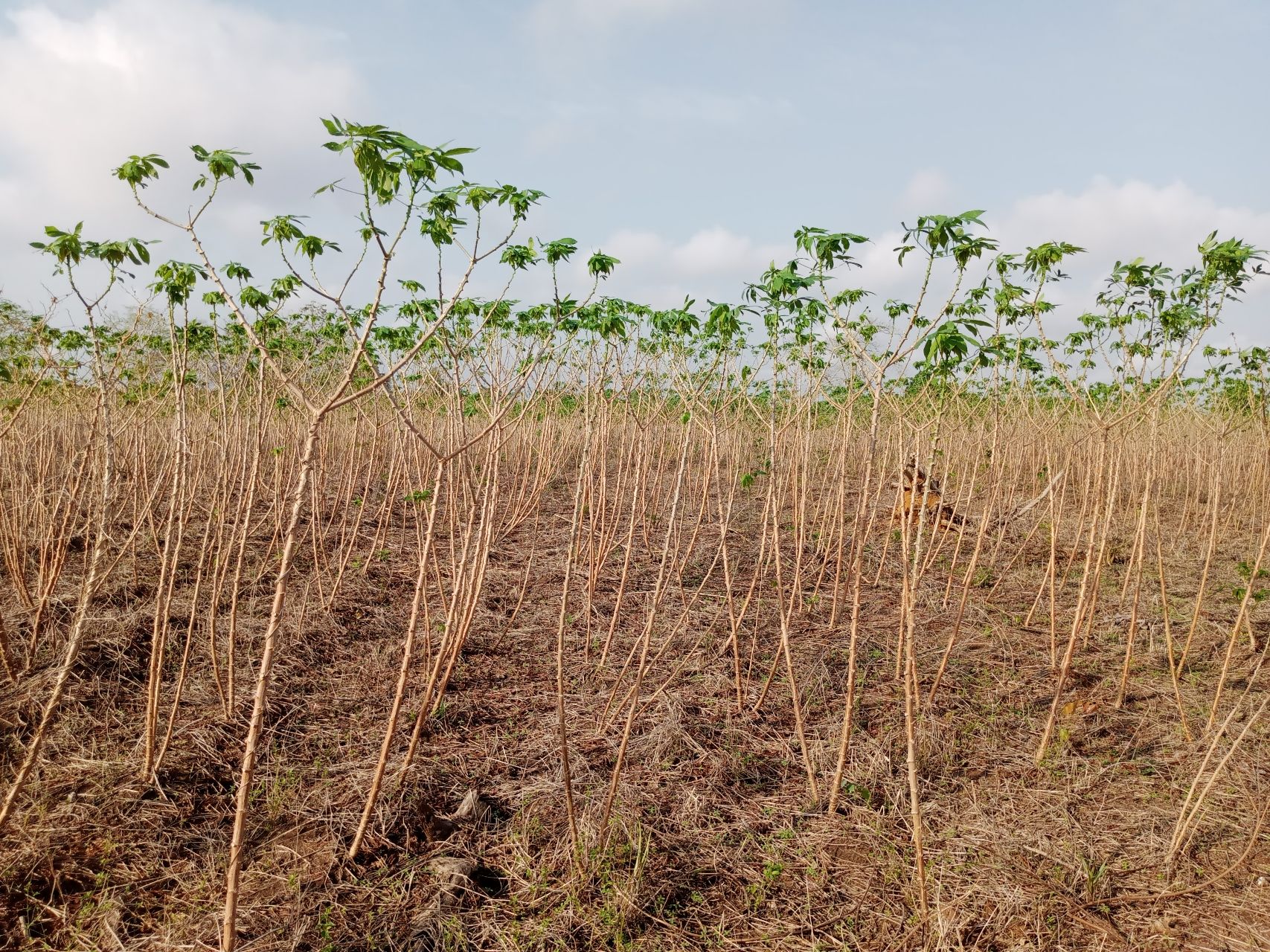 Cassava Wikifarmer