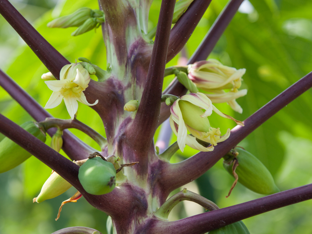 papaya pollination Artigos Wikifarmer