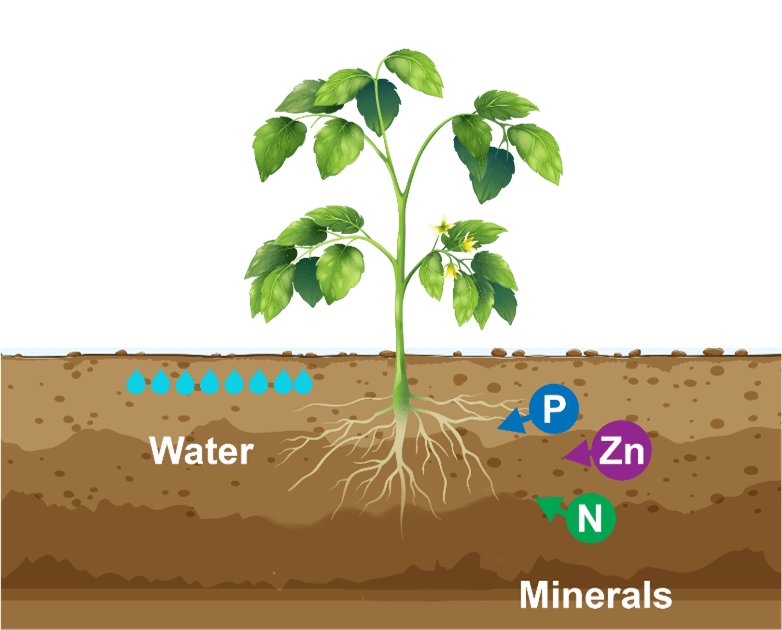 Nutrient Mobility in Soil and Plants farmo