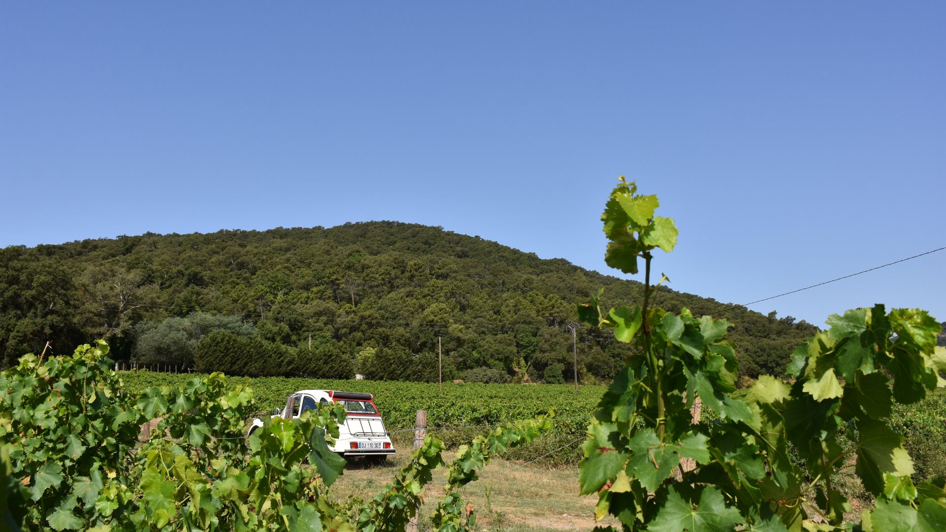 Wine Tours Golfe de SaintTropez Réservez votre Visite ⭐️ 2024