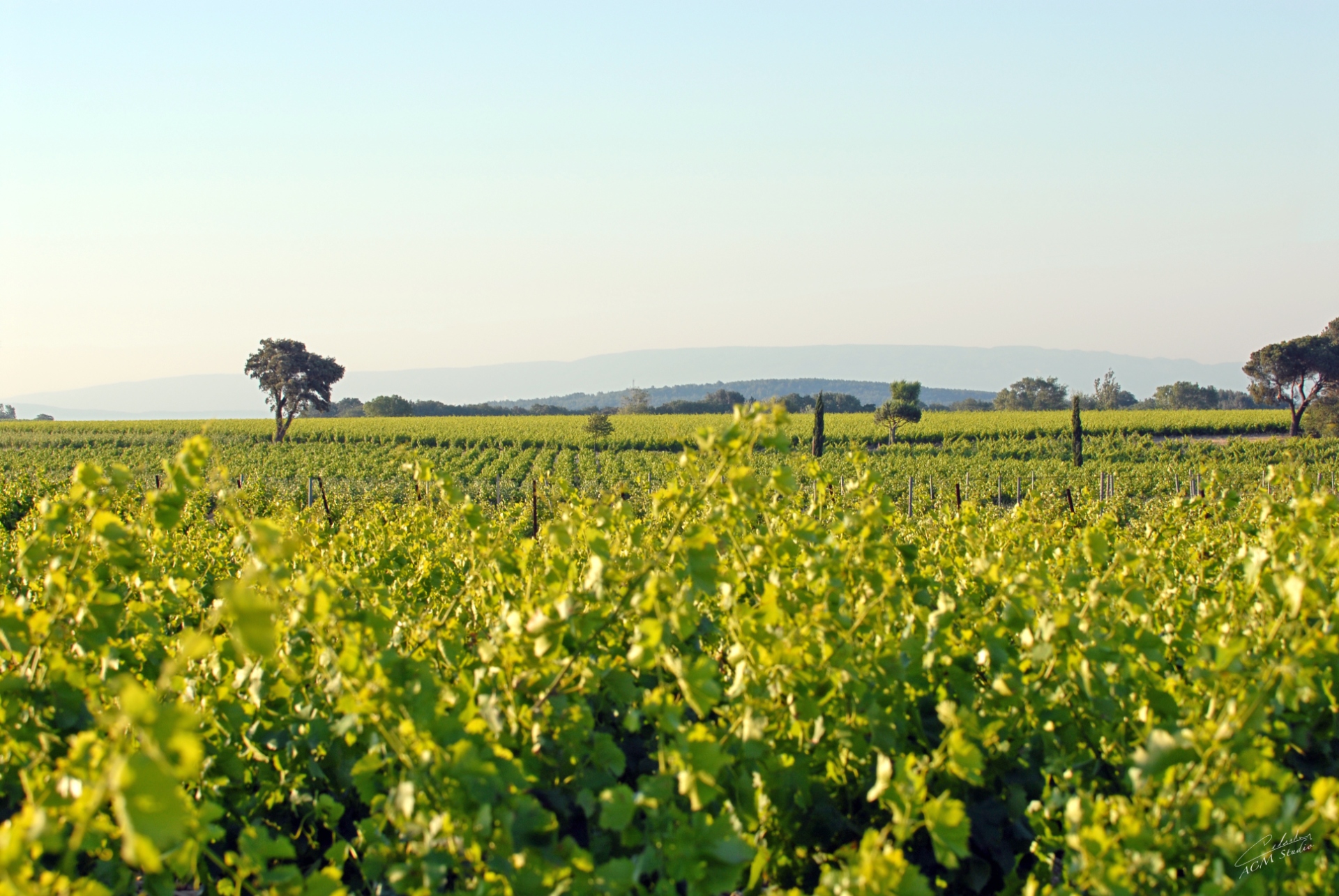 Vignobles Famille Quiot en ChâteauneufduPape reserve su visita